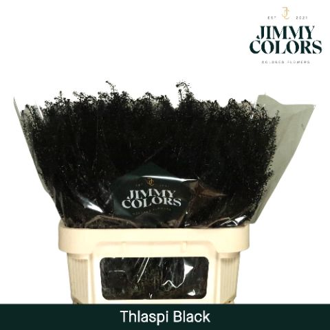 Thlaspi Gekleurd Black