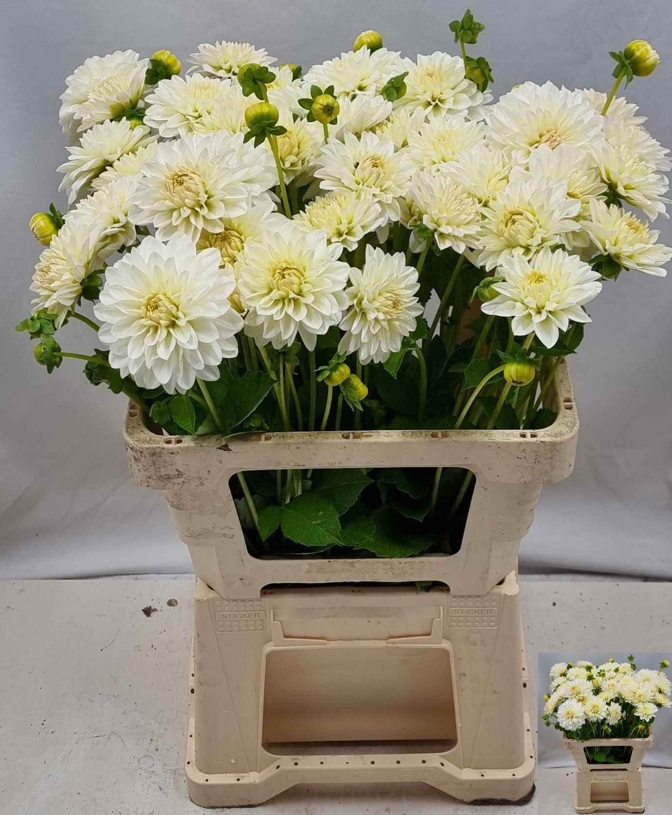 Dahlia Snow Cap 50cm