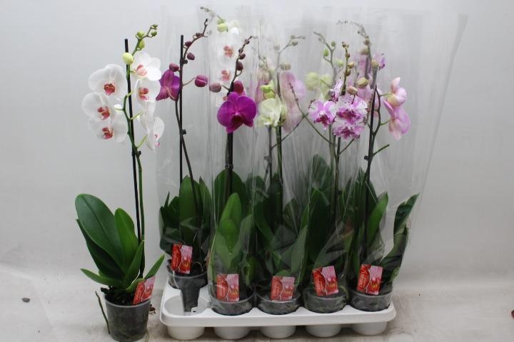 Phal Gem 12P 70H 1TAK 10bloem 12bloei