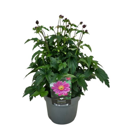 Anemone hup. Emmy Deep Rose p17 Florizon