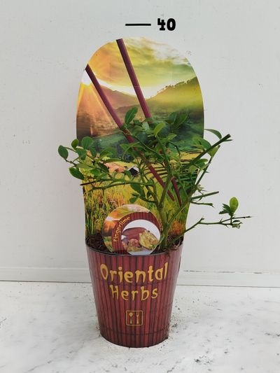 Citrus australasica