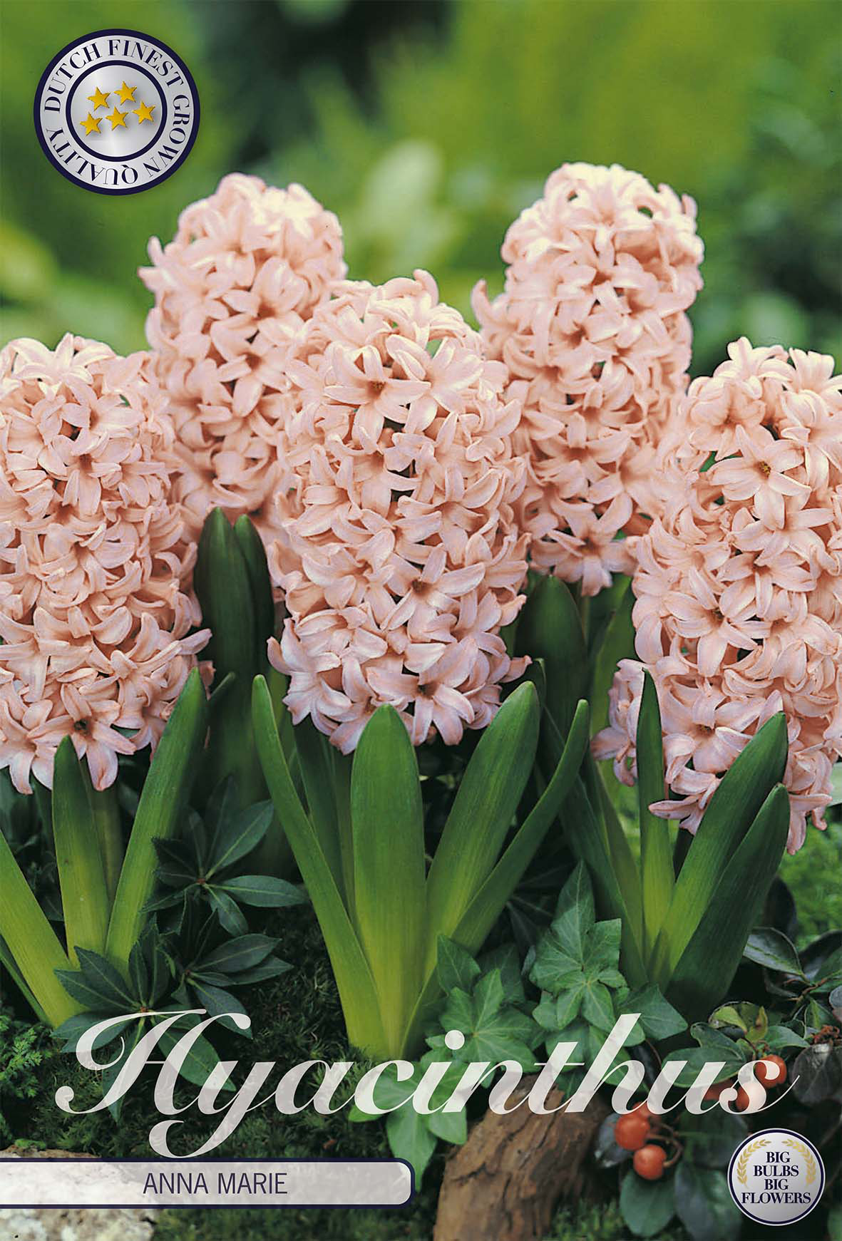 Hyacinthus orientalis 'Anna Marie'