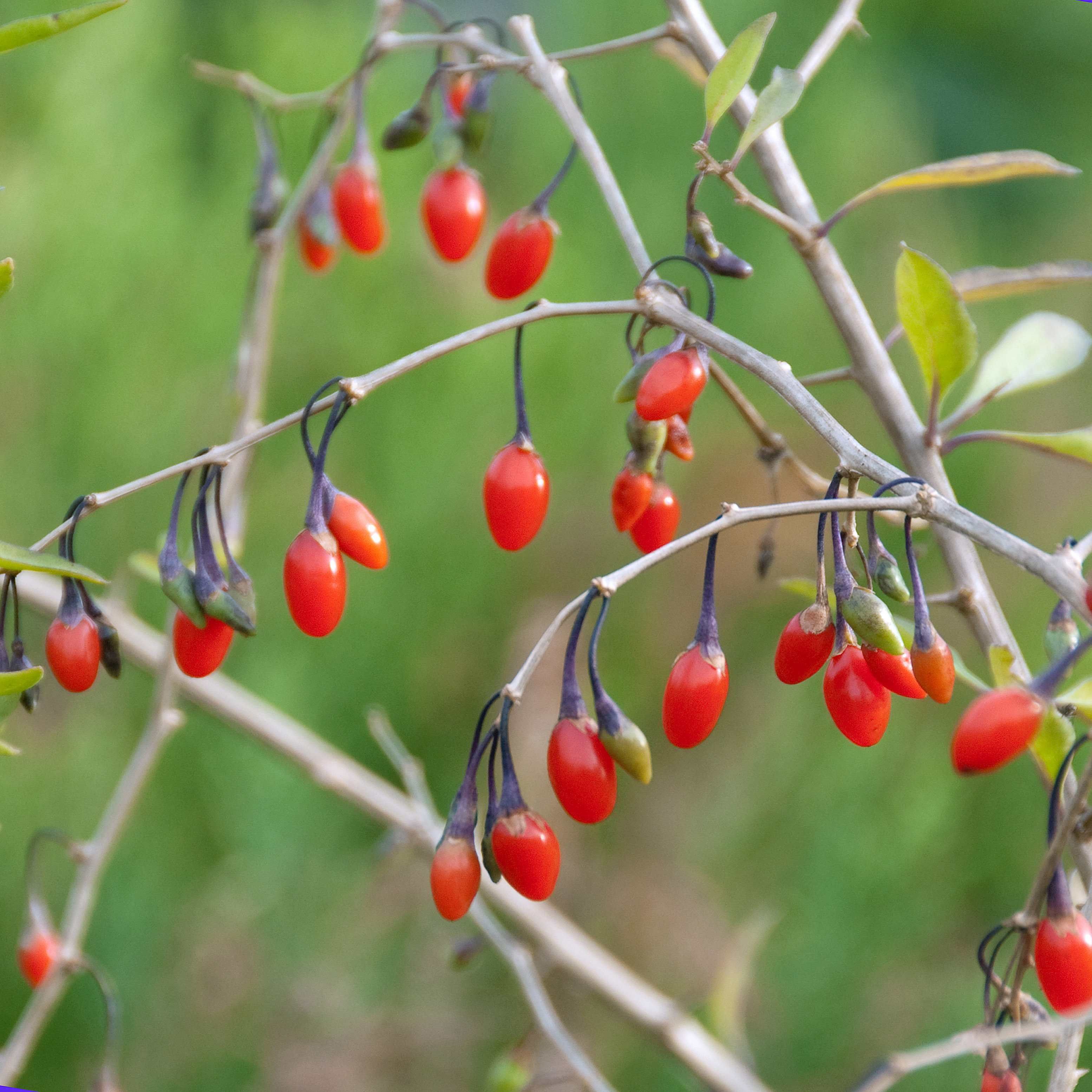 Lycium barbarum 'Super Success''