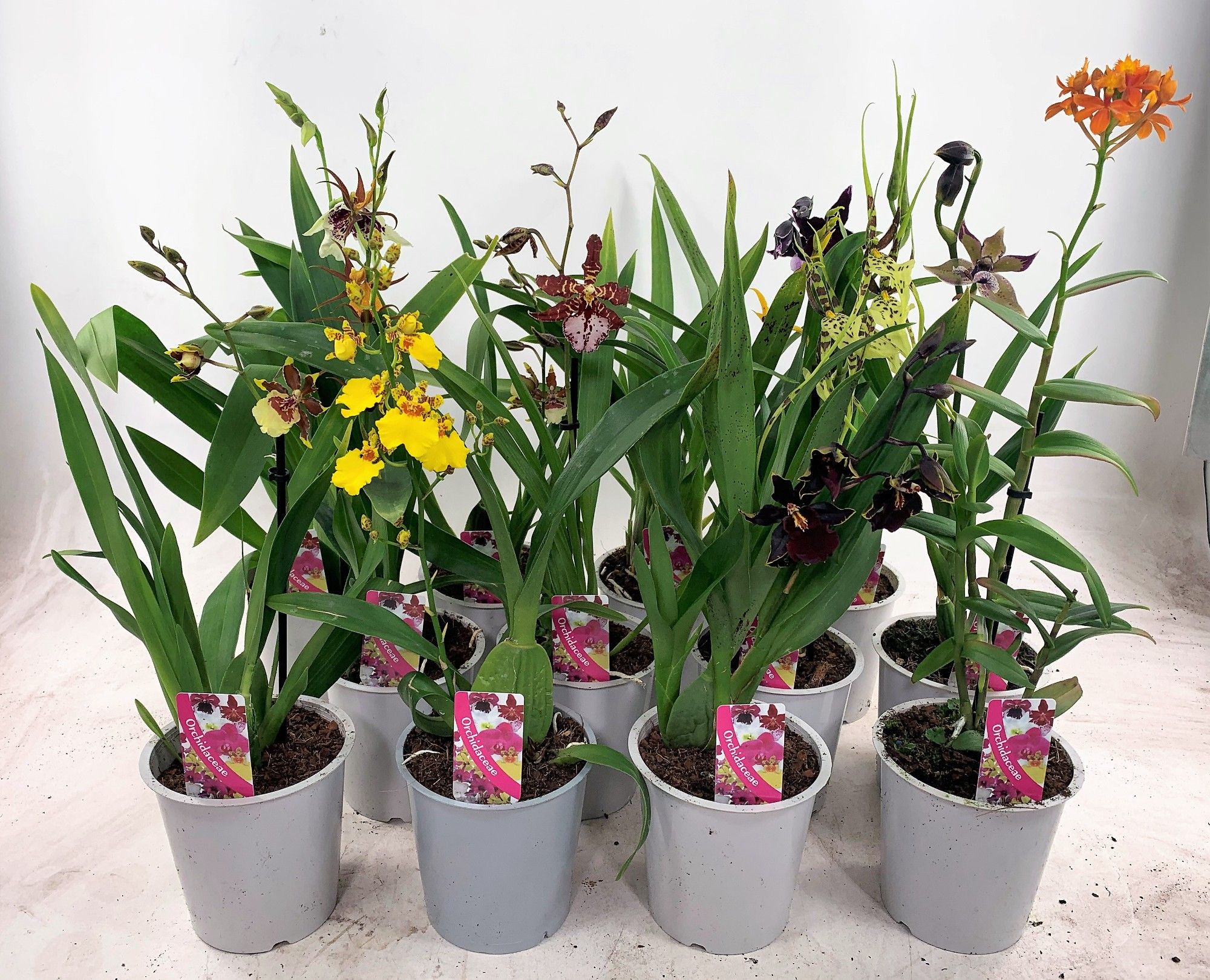 Orchideeen Gemengd