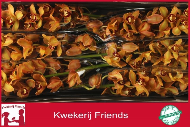 Cymbidium Charly Brown 12/15bl