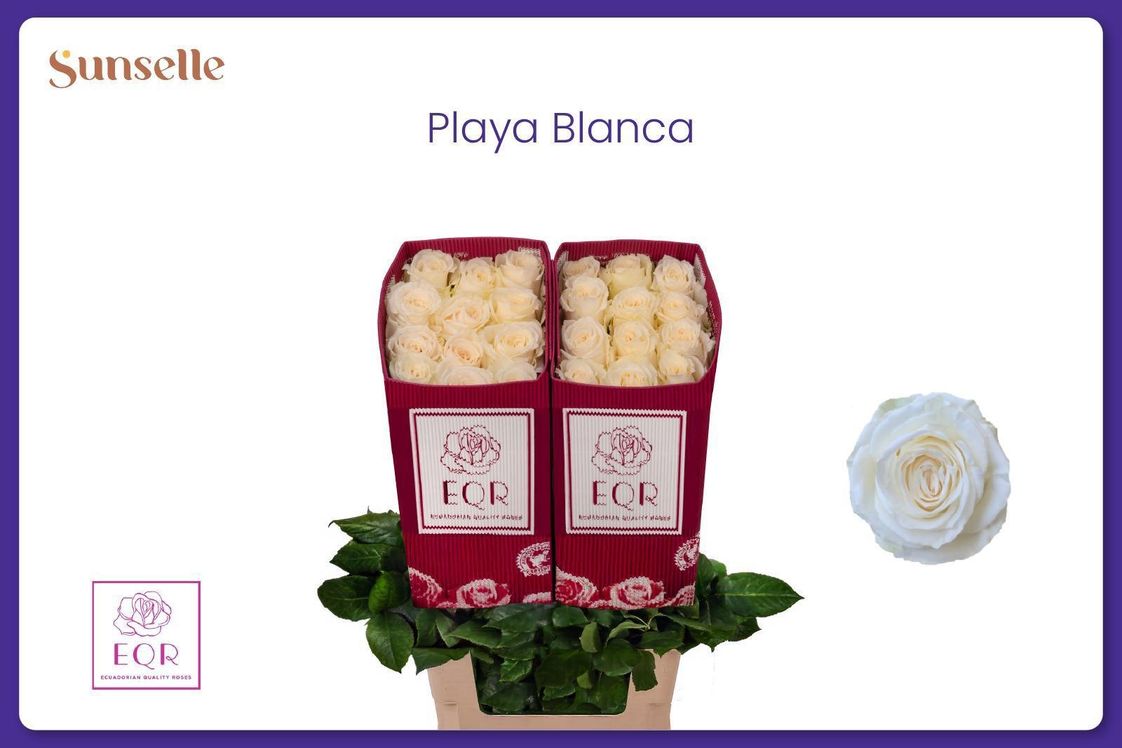Rosa Playa Blanca 60cm