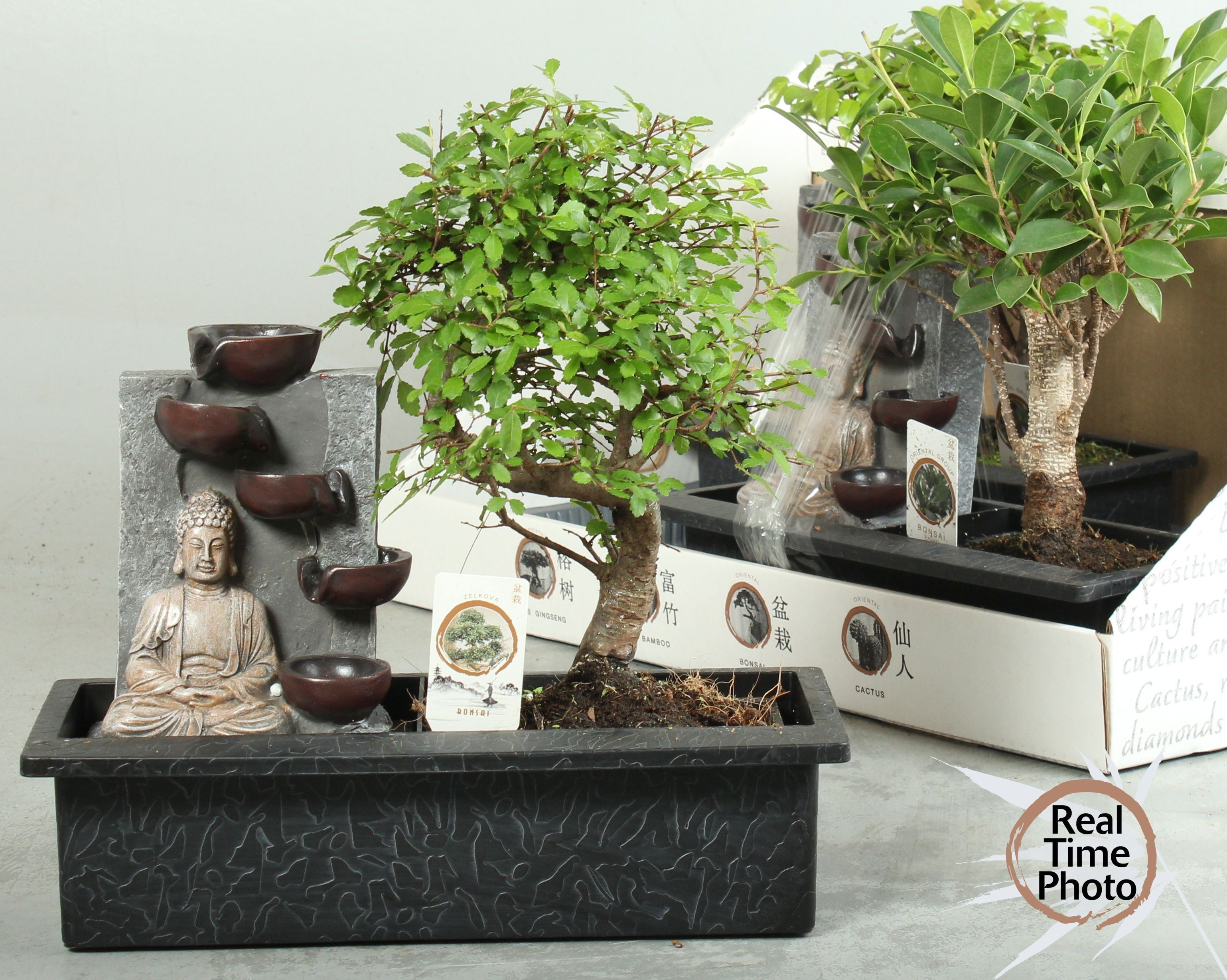 Bonsai Gem 29P 30H