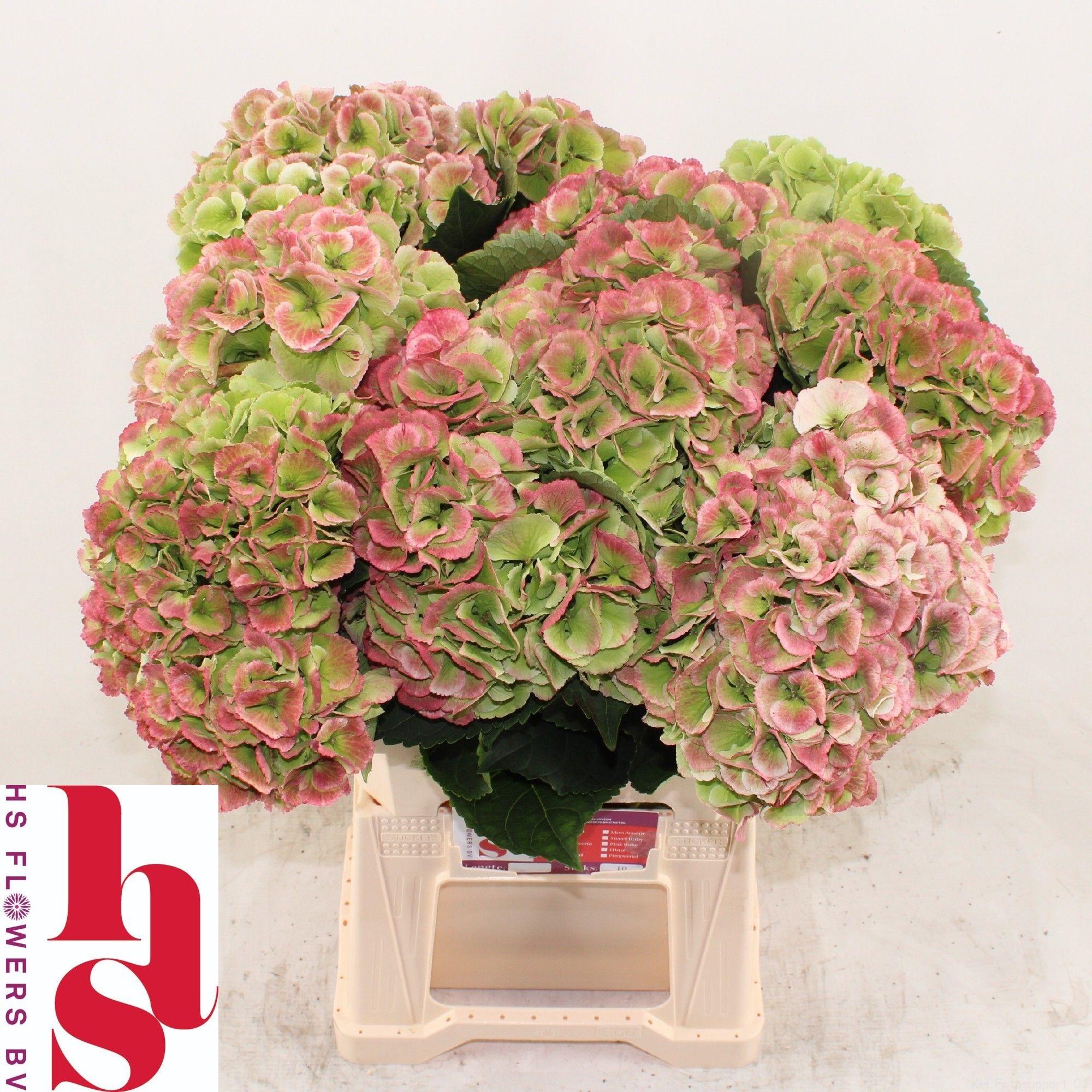 Hydr M Roya Princ Cl 60cm 20Ø