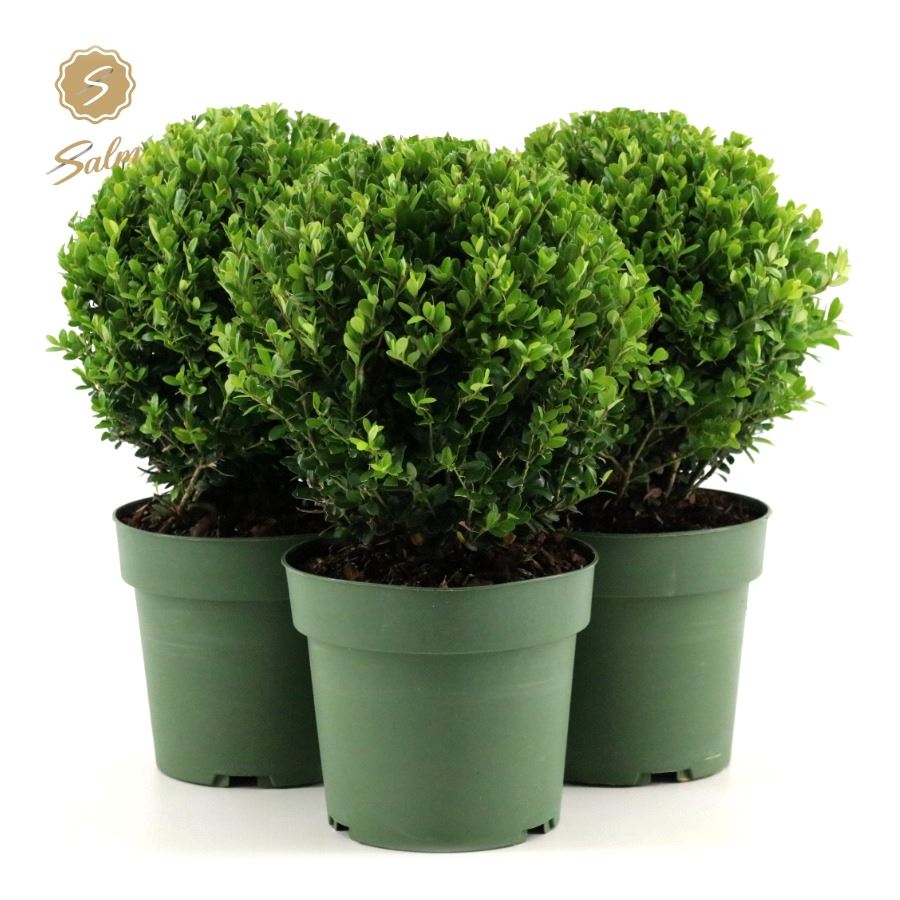 Picture of Ilex crenata Jenny P17 (2 Ltr) BALL-20/CM