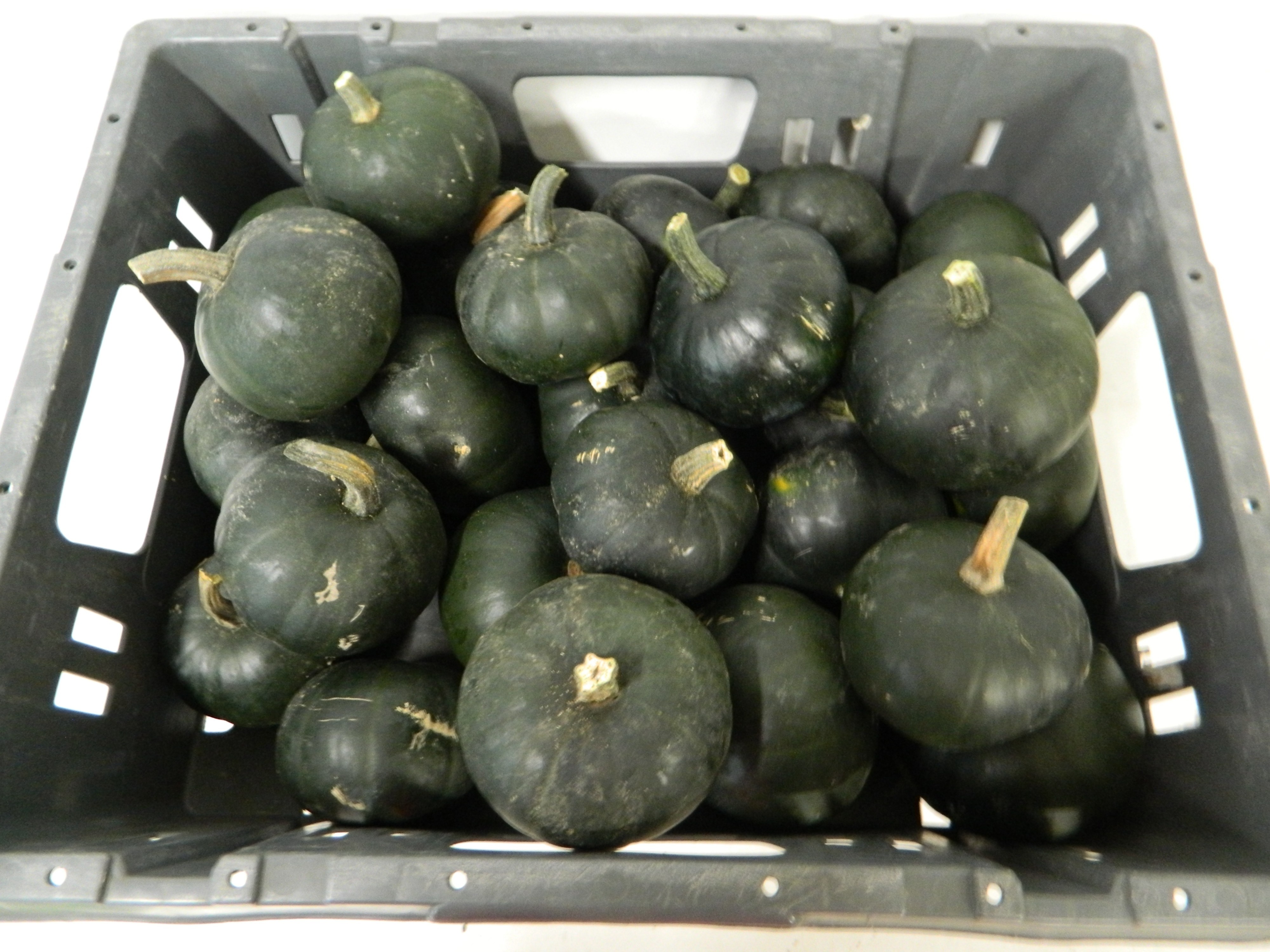 Cucurbita