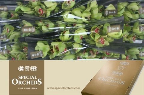 Cymbidium Kermit 5/8bl