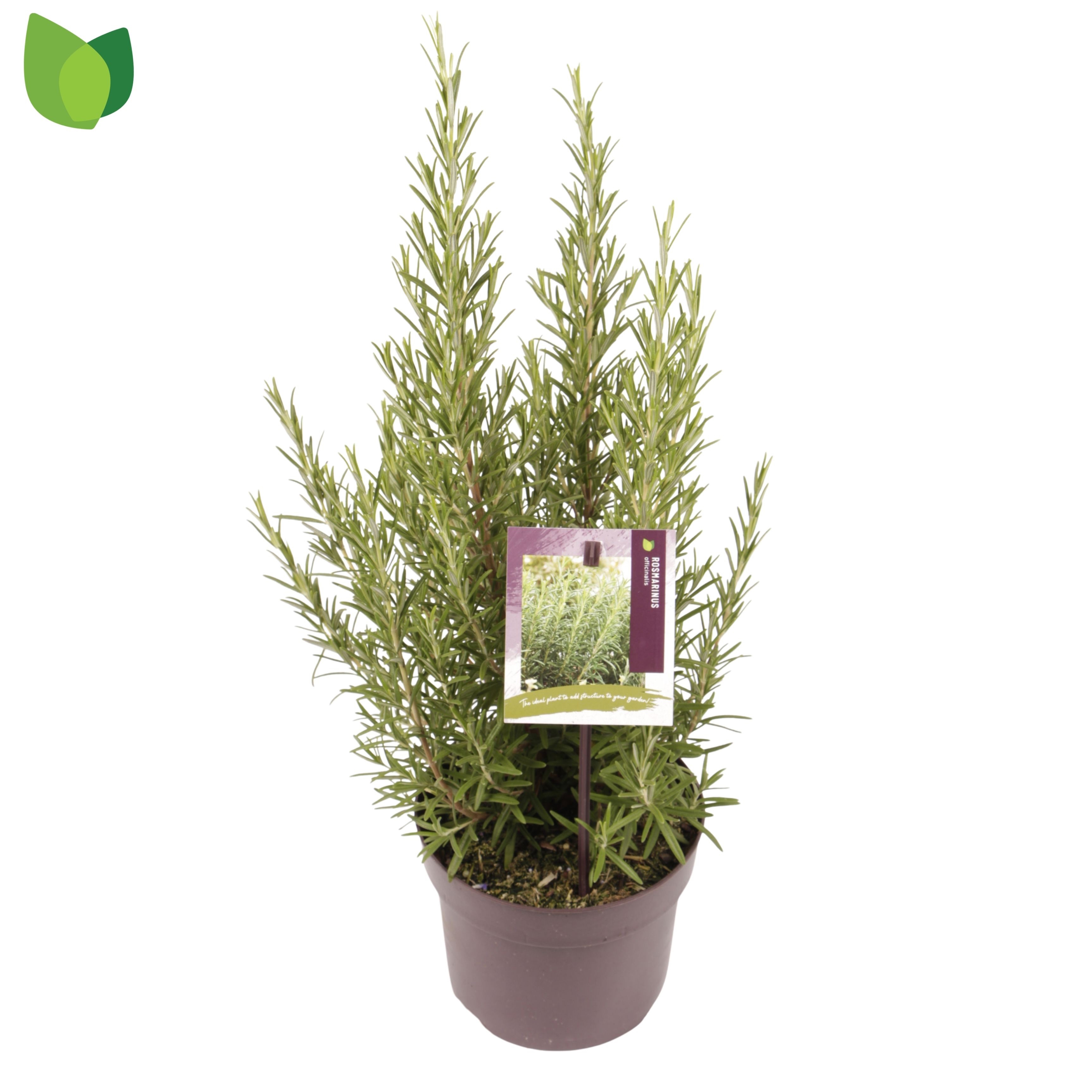 Rosmarinus officinalis