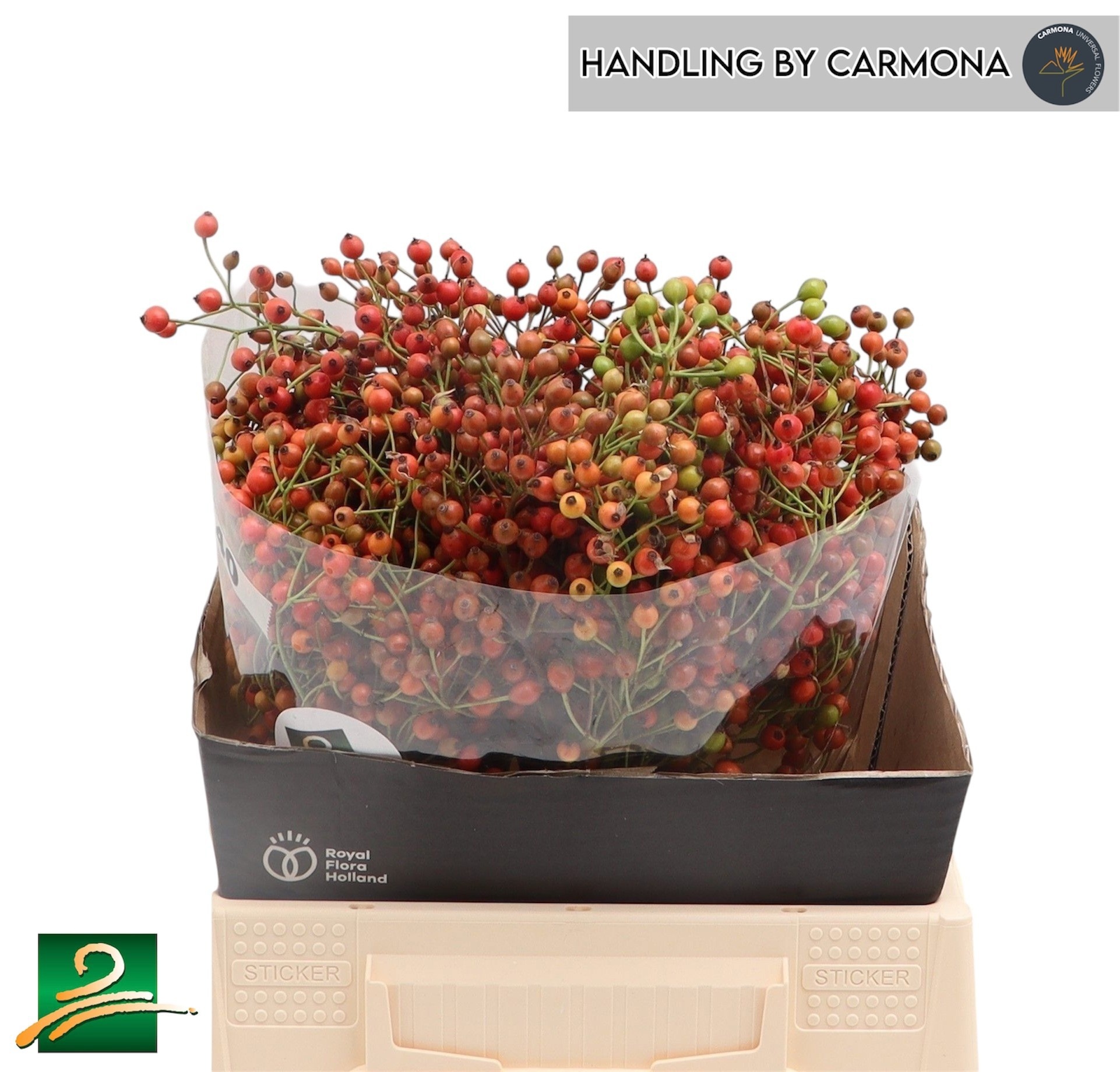 Rosehips Corallo 40cm