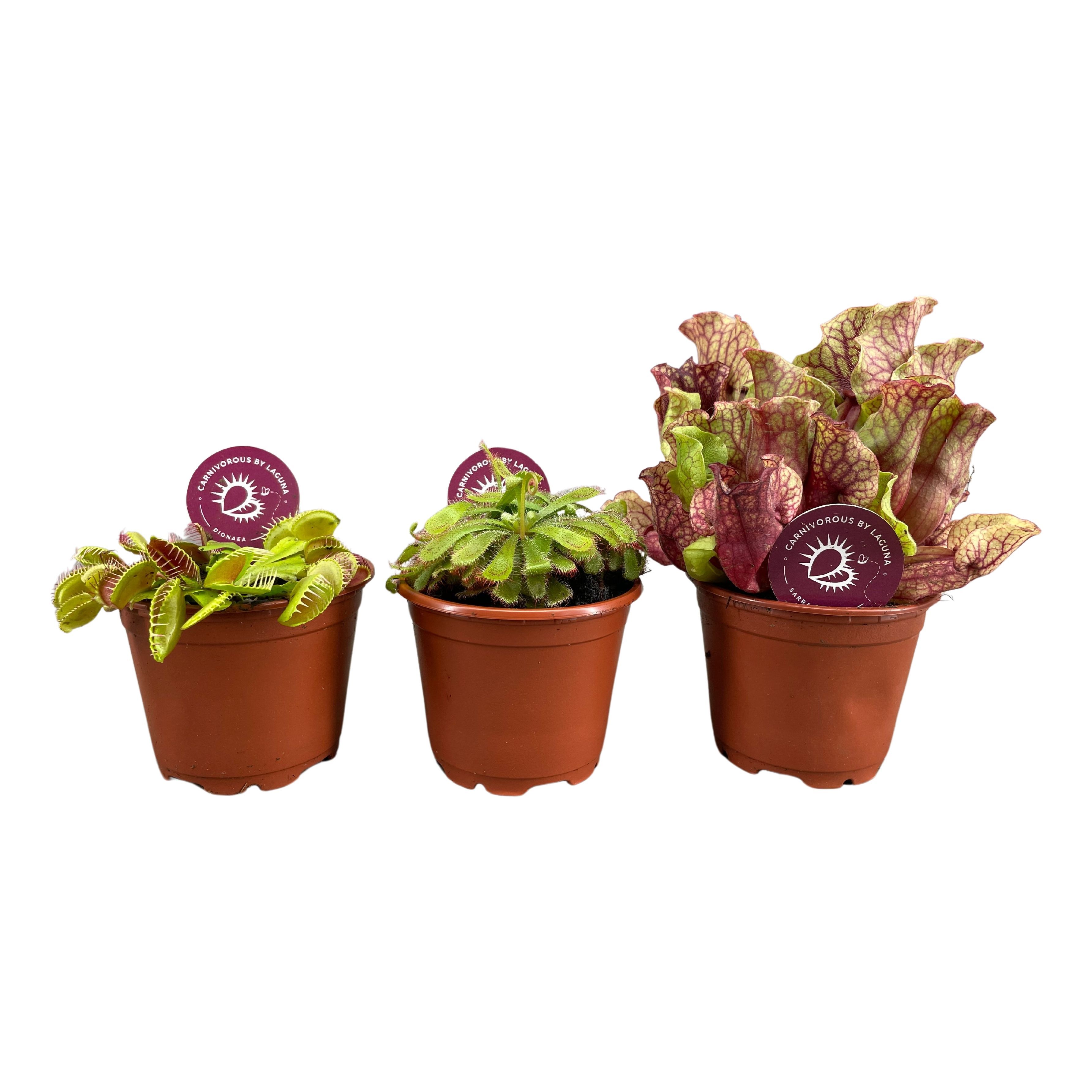 Vleesetende Planten 508P 18H
