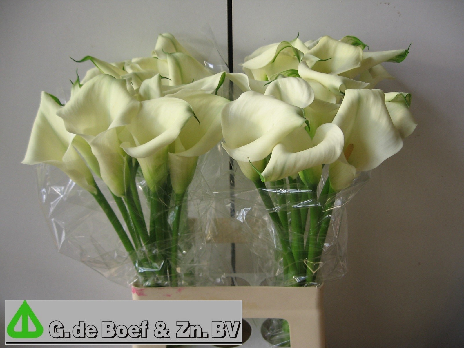 Calla Bridal Bliss 65cm