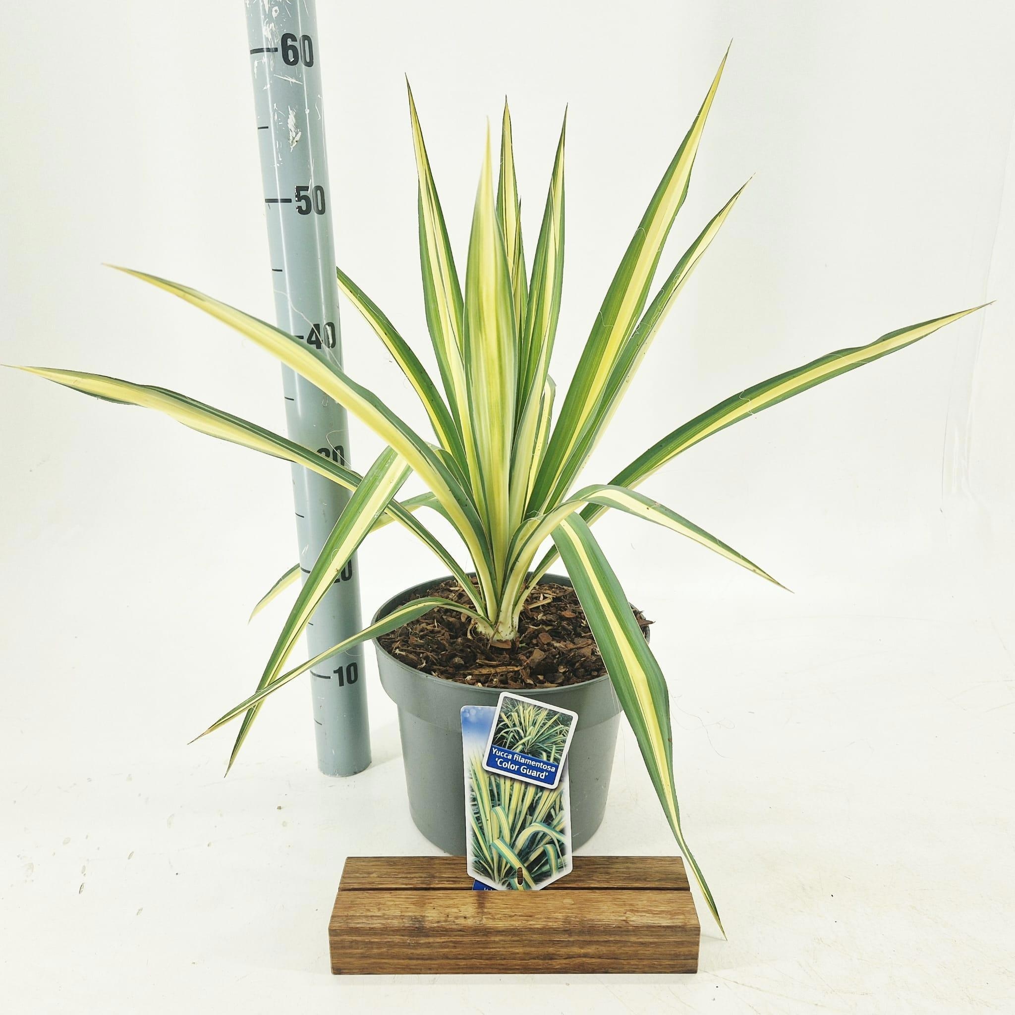 Yucca filamentosa 'Color Guard'