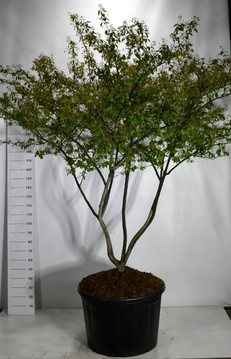 Amelanchier lamarckii