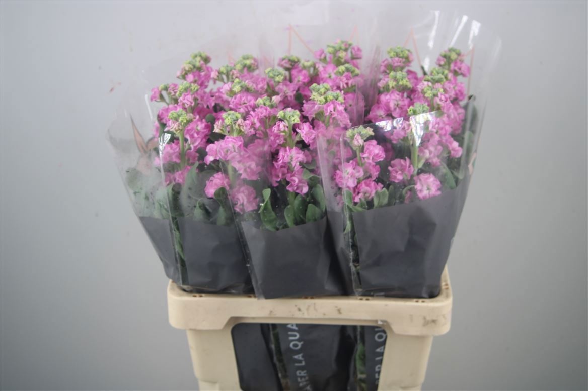 Matth Iron Pink 60cm