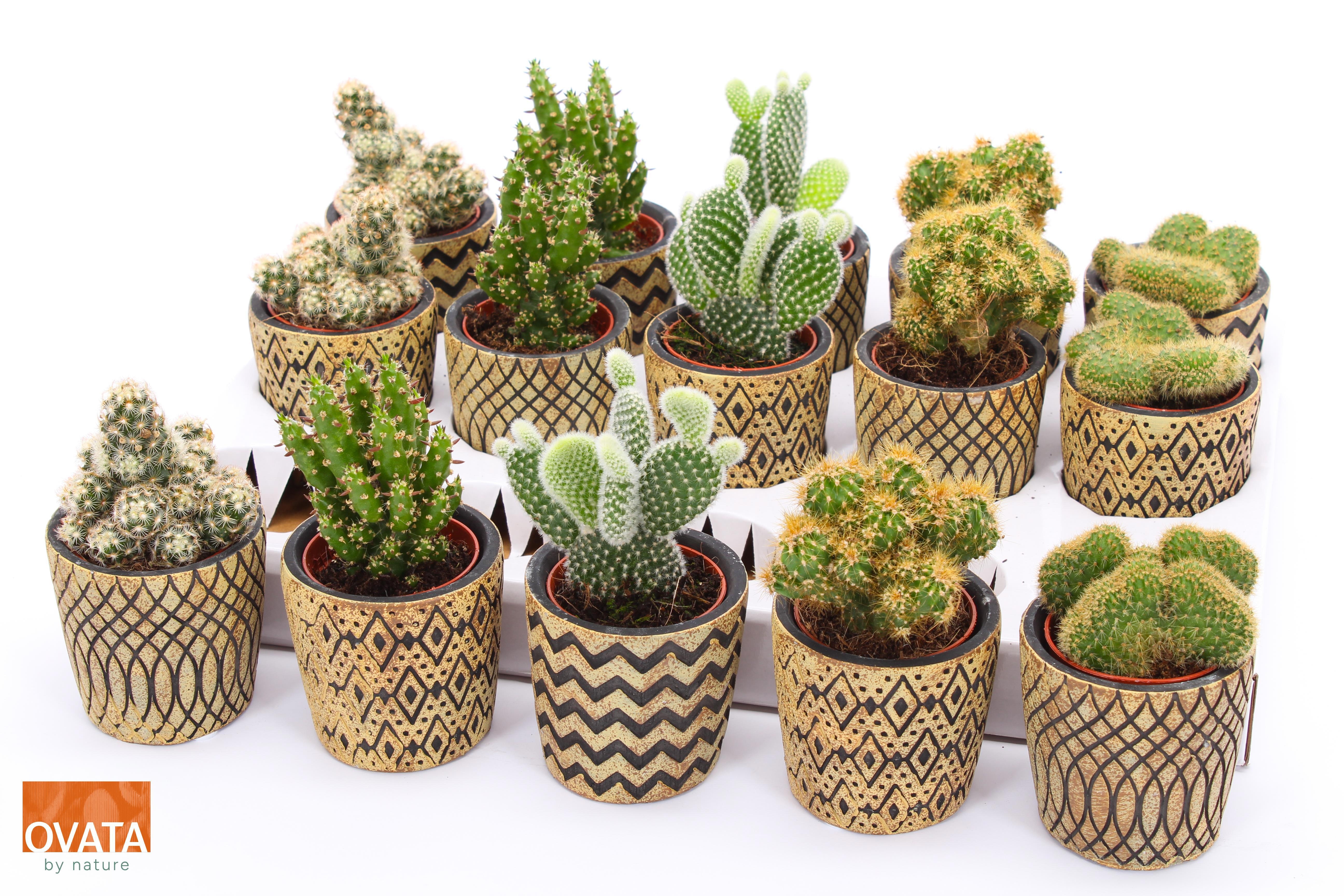 Kaktus gemischt 5 sorten | Hamiplant