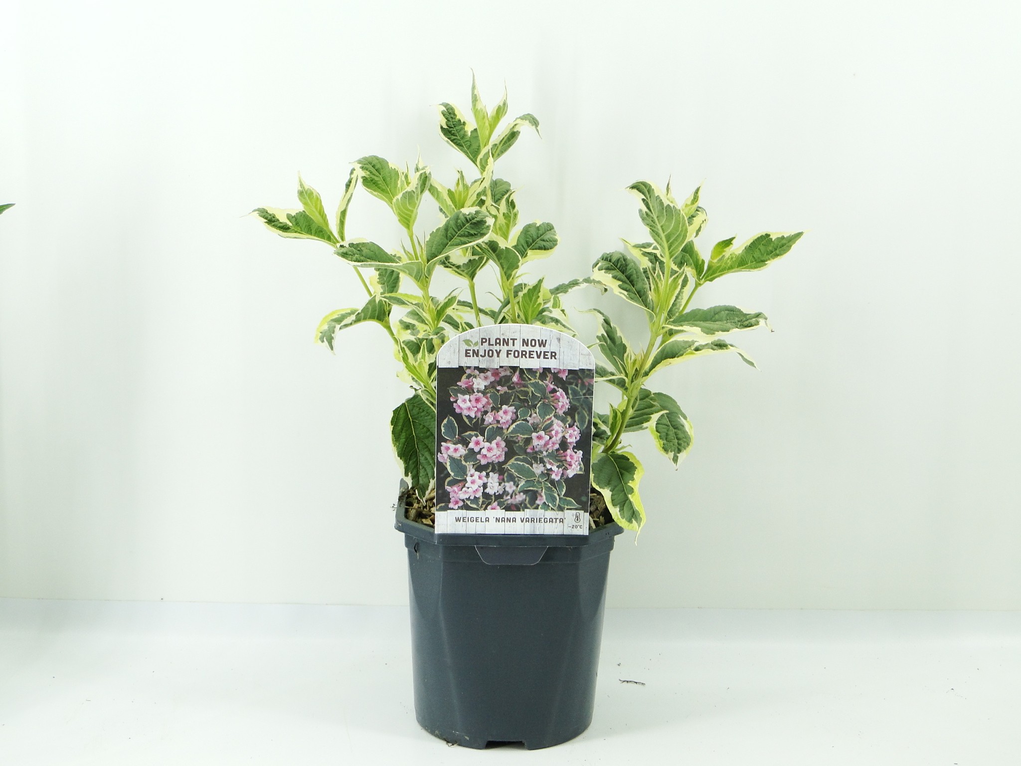 Picture of Weigela flor. Nana Variegata