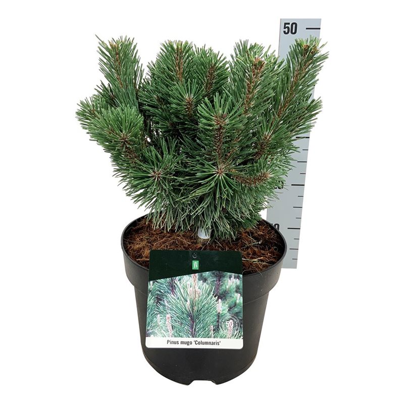 Picture of Pinus mugo 'Columnaris'