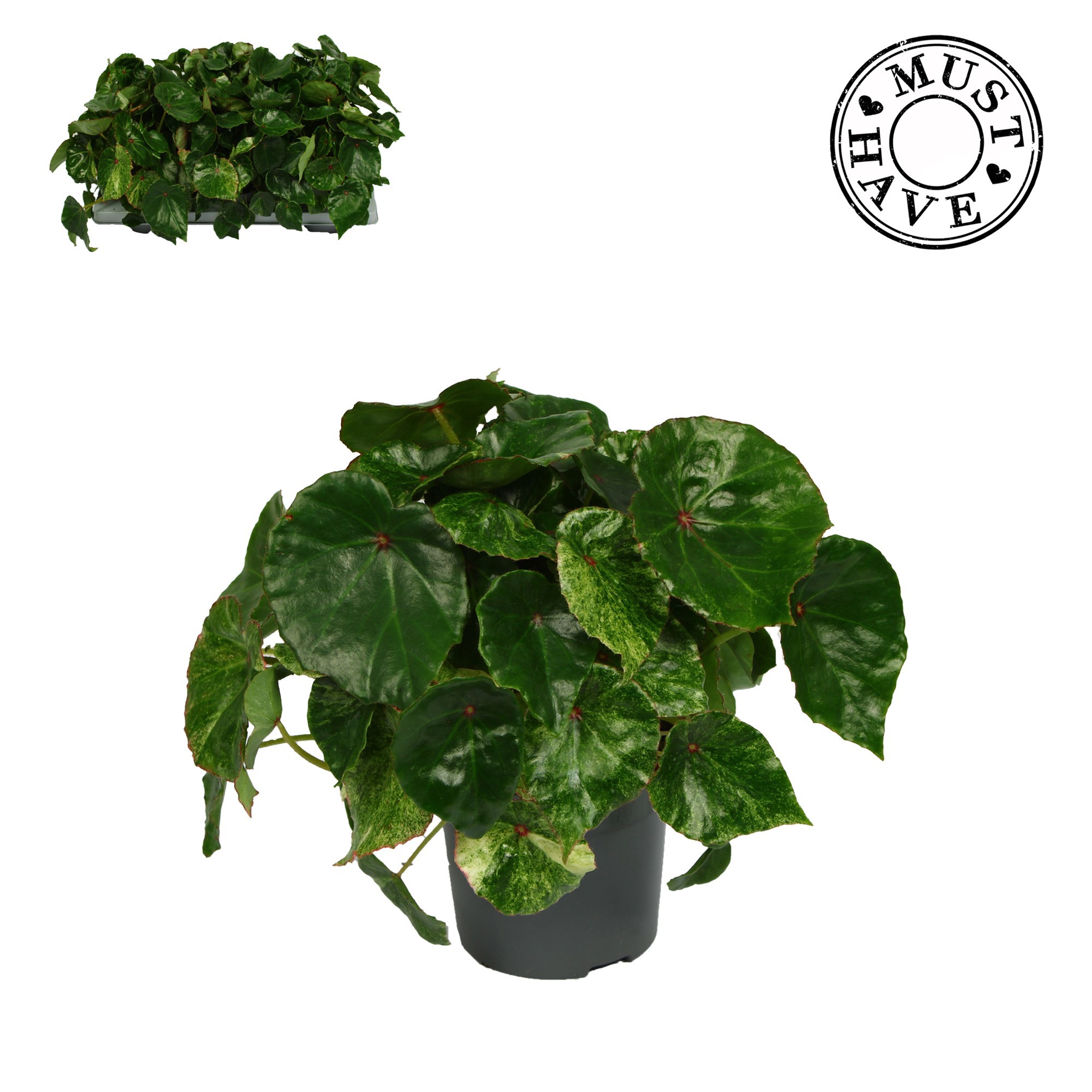 Bladbegonia Rouge Variegated