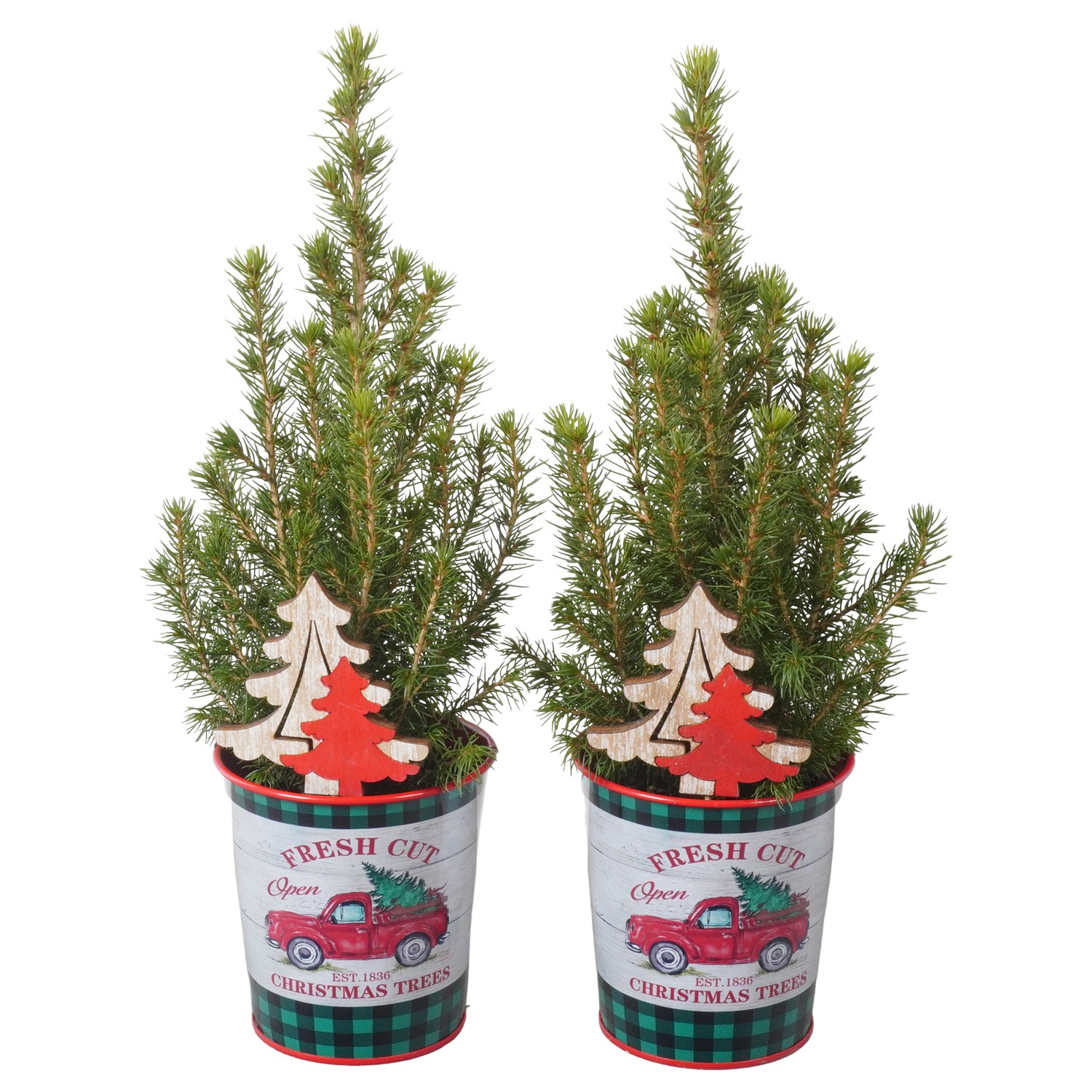 Picture of PTK24372 Picea Conica Perfecta in zinc pot decoration P9 30CM