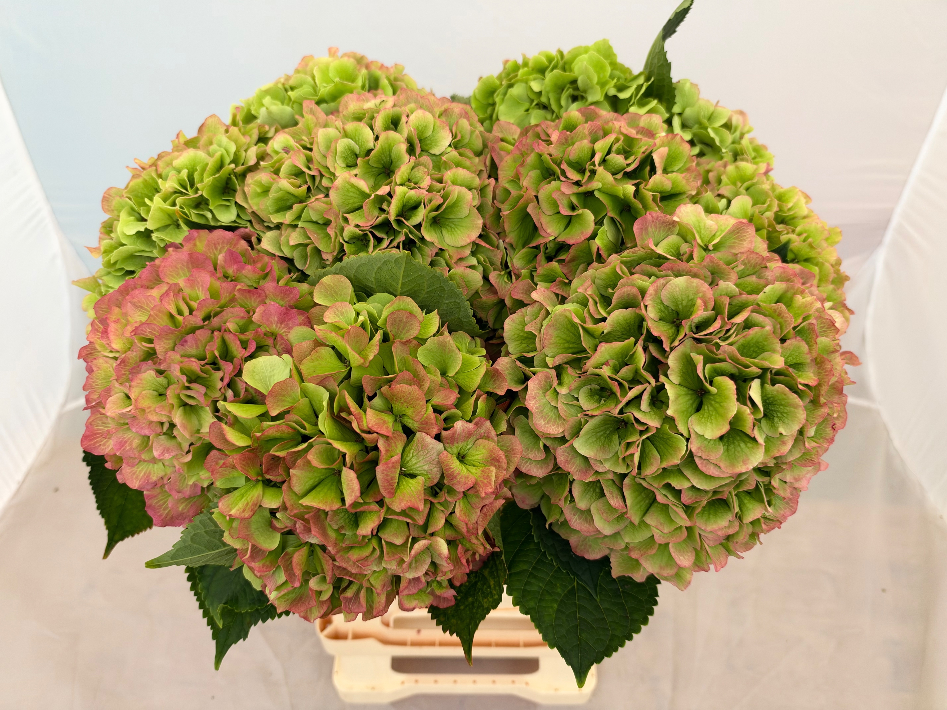 Hydrangea Verena Classic Pink 60cm 21Ø