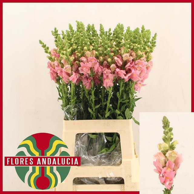 Antirrhinum Poto Pink 70cm