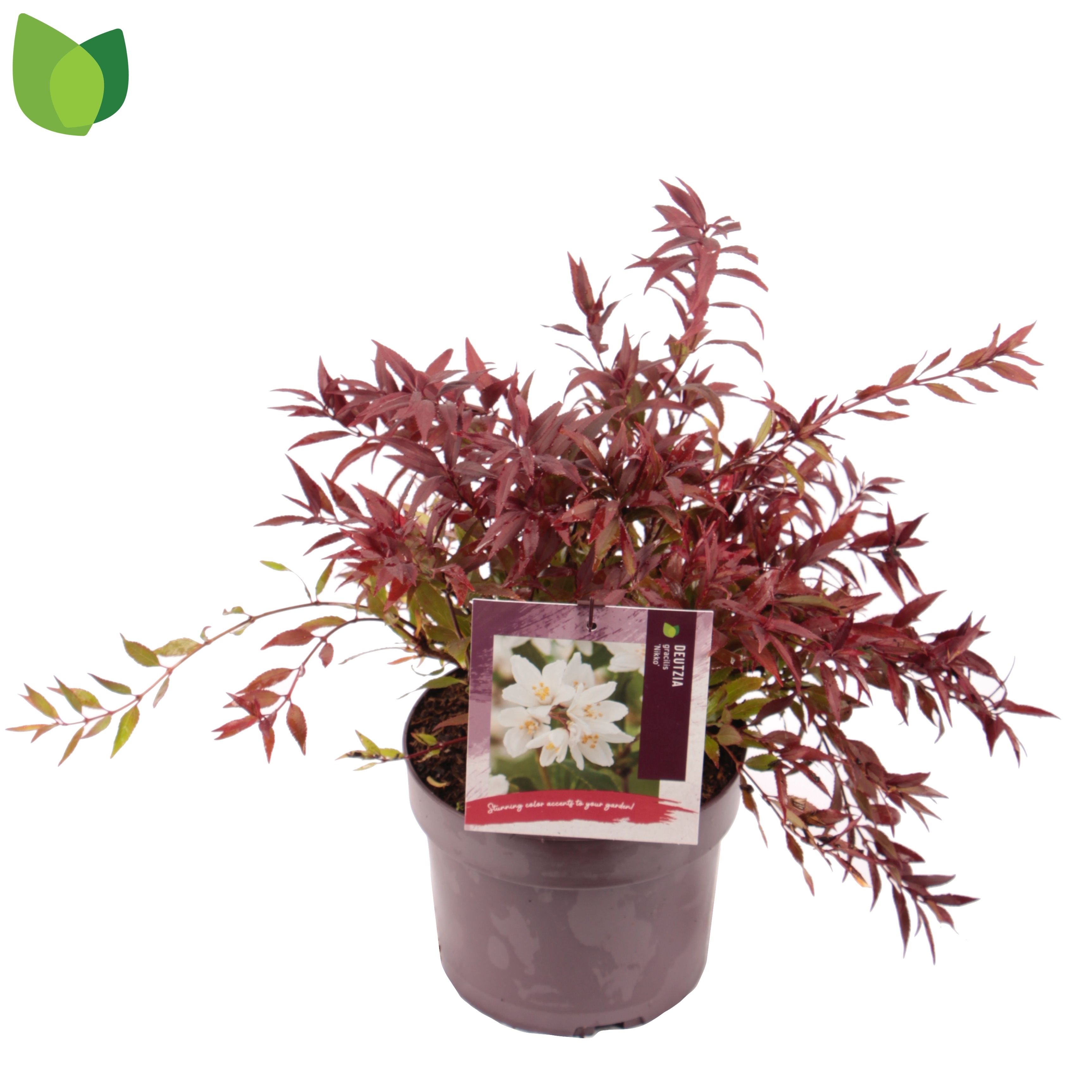 Deutzia gracilis 'Nikko'