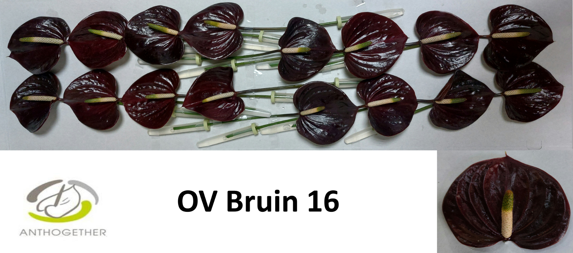 Anth A Ov Bruin 16
