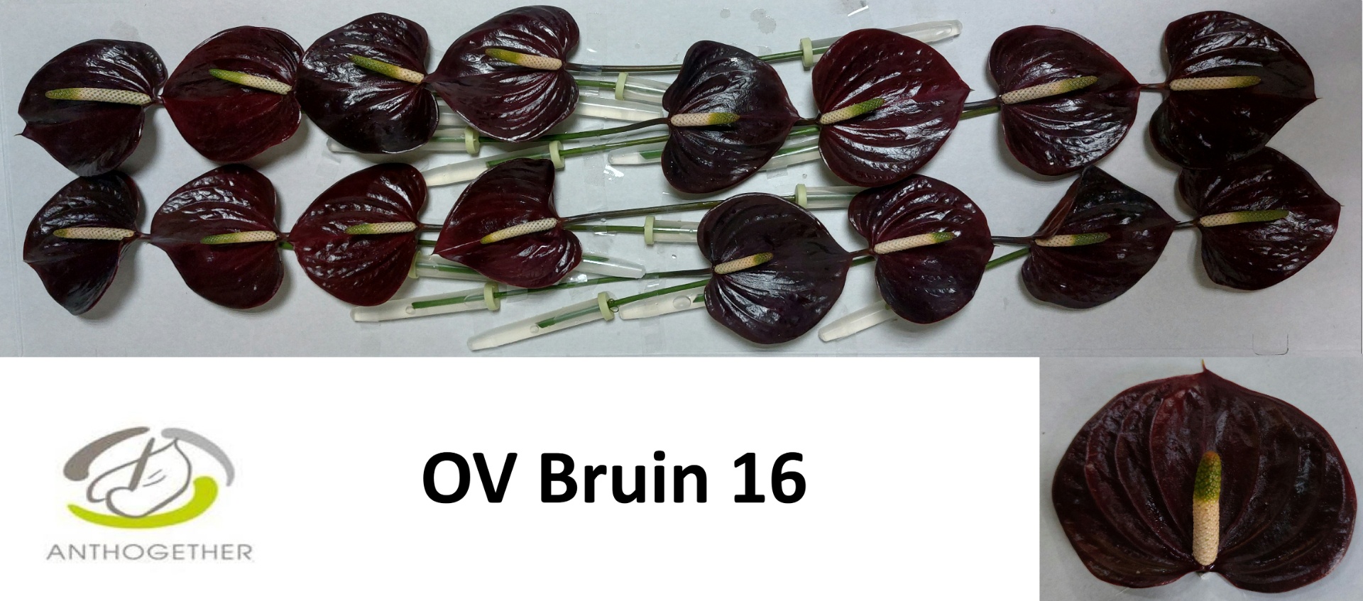 Anthurium 11Ø