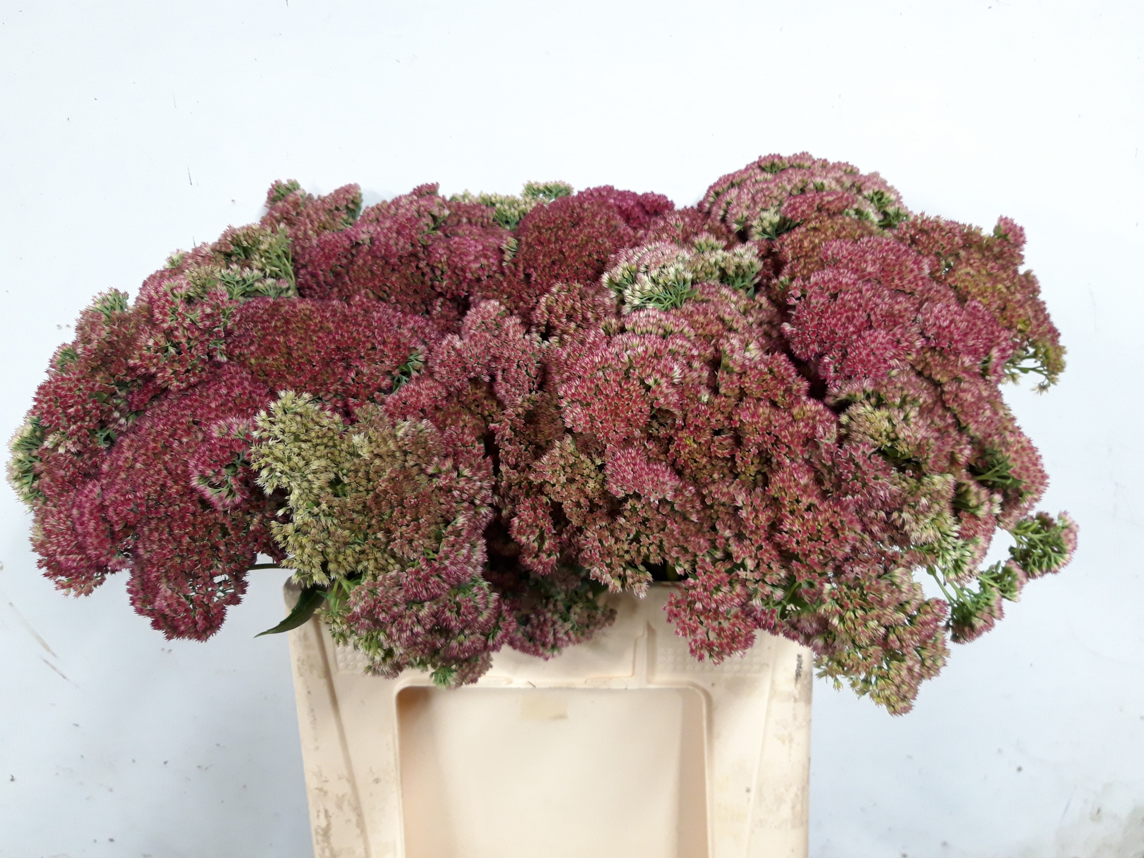 Sedum Spect Pink 50cm