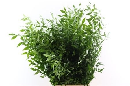 Ruscus Italian 150gram