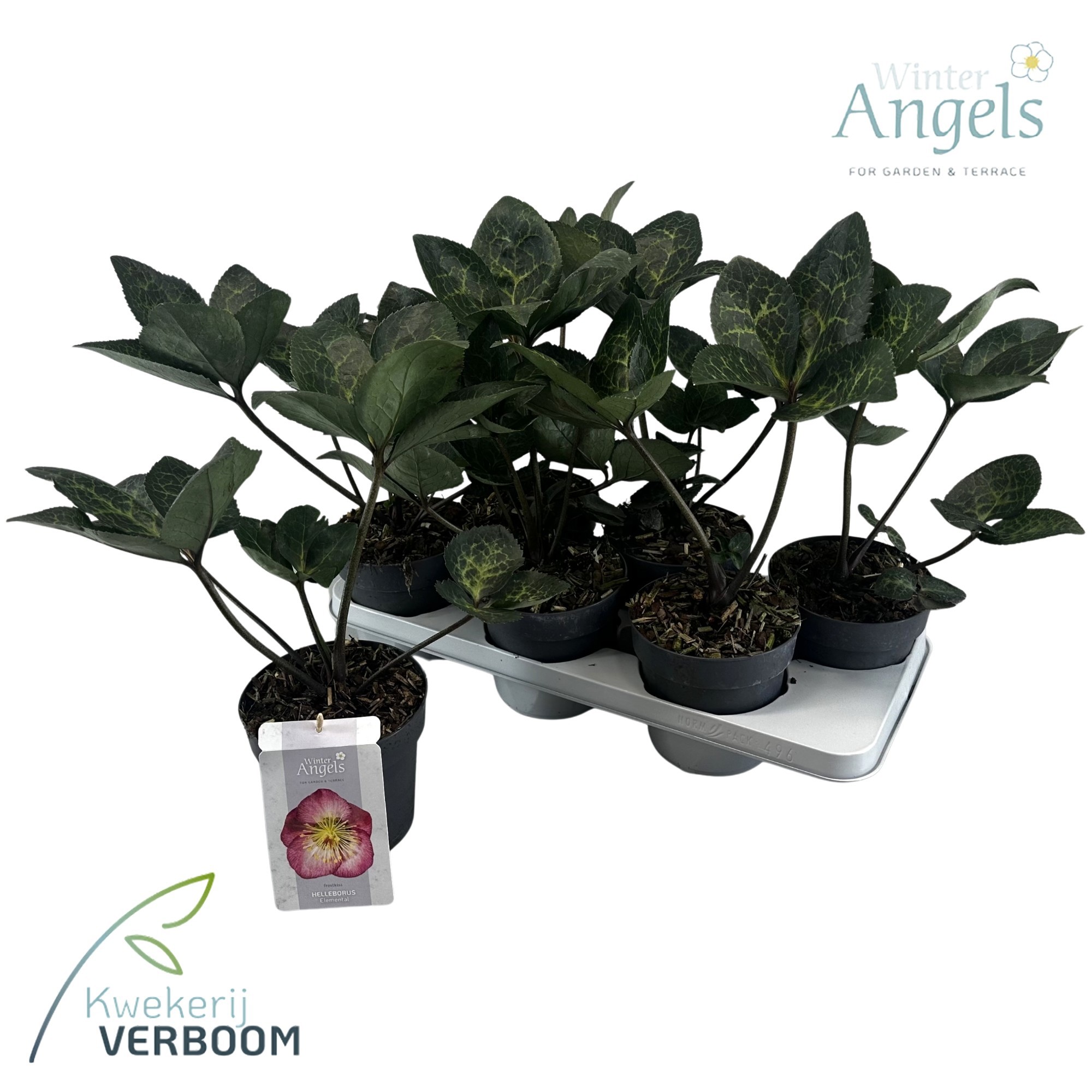 Helleborus Frostkiss Elemental GROEN