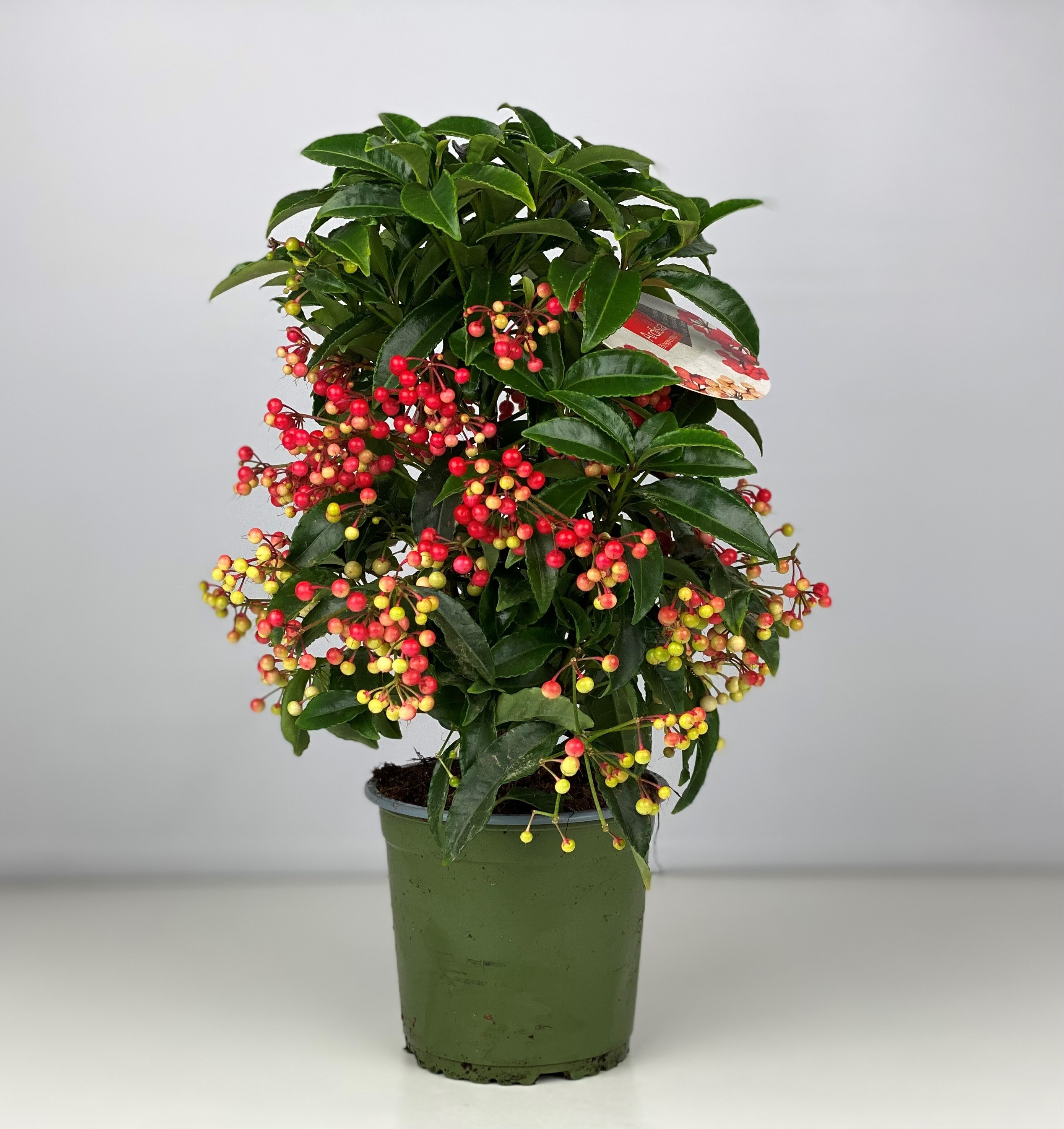 Picture of Ardisia crenata Bospremium Red P14 40CM