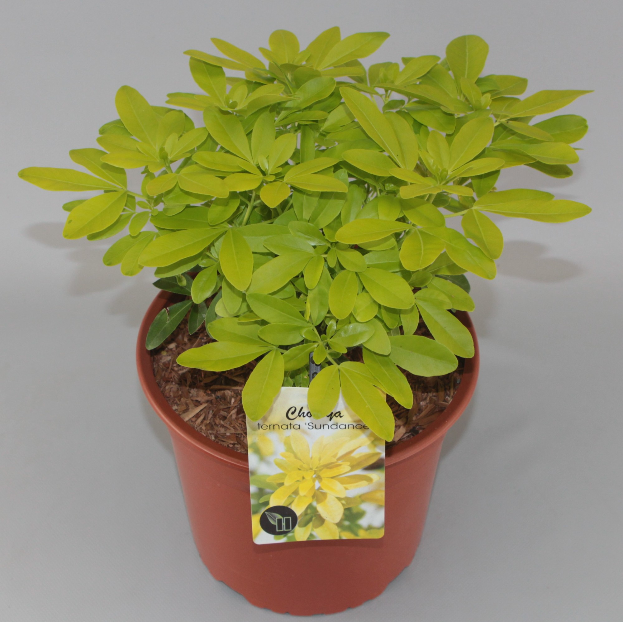 Picture of Choisya ternata Sundance P23 (5 Ltr) (LOOSE)