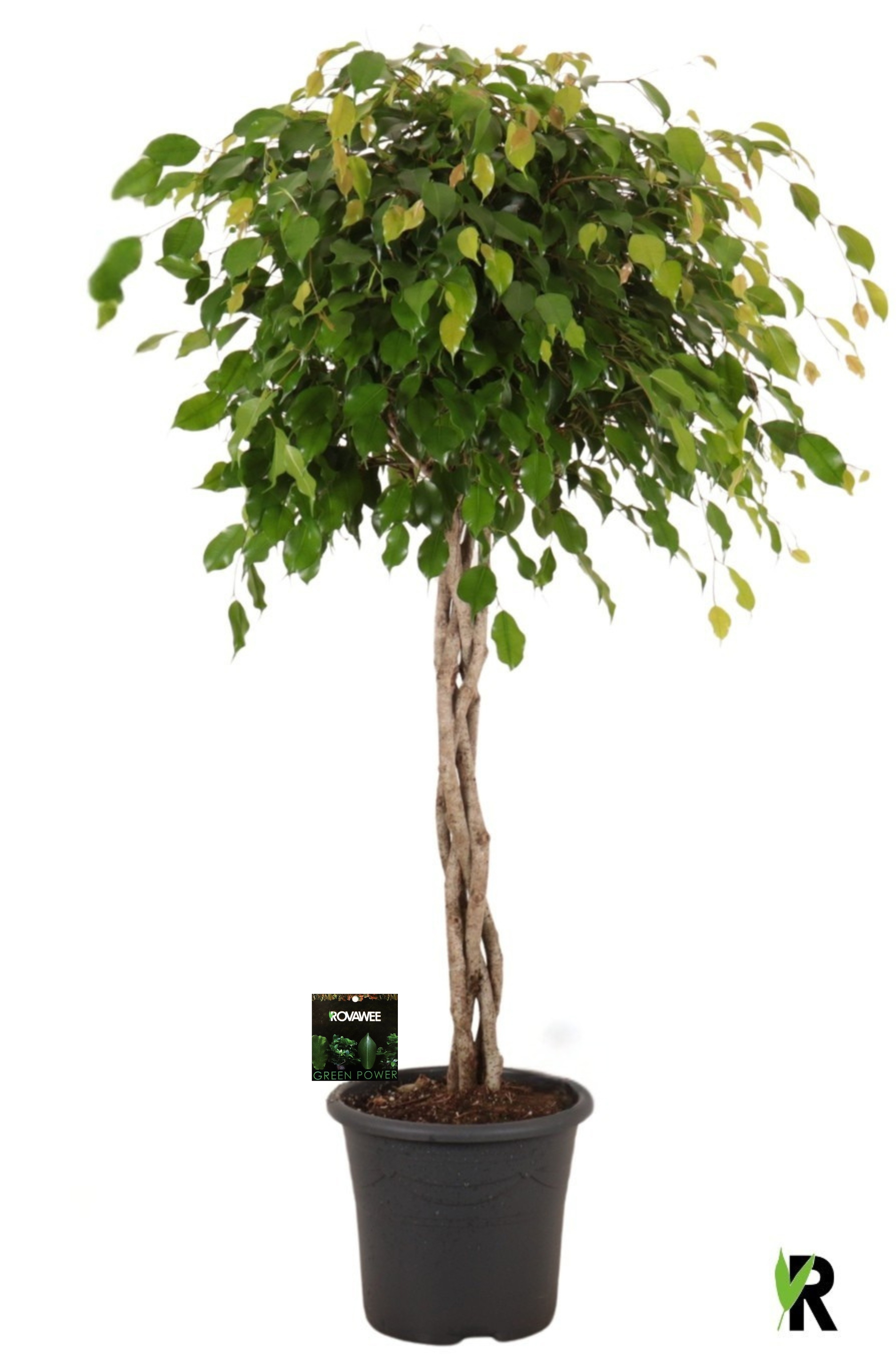 Ficus benj. Exotica gevlochten stam