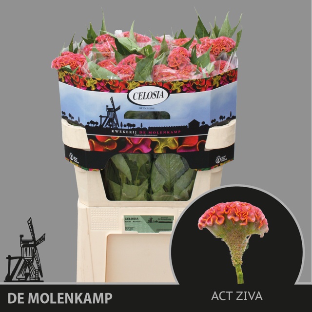 Cel C Act Ziva