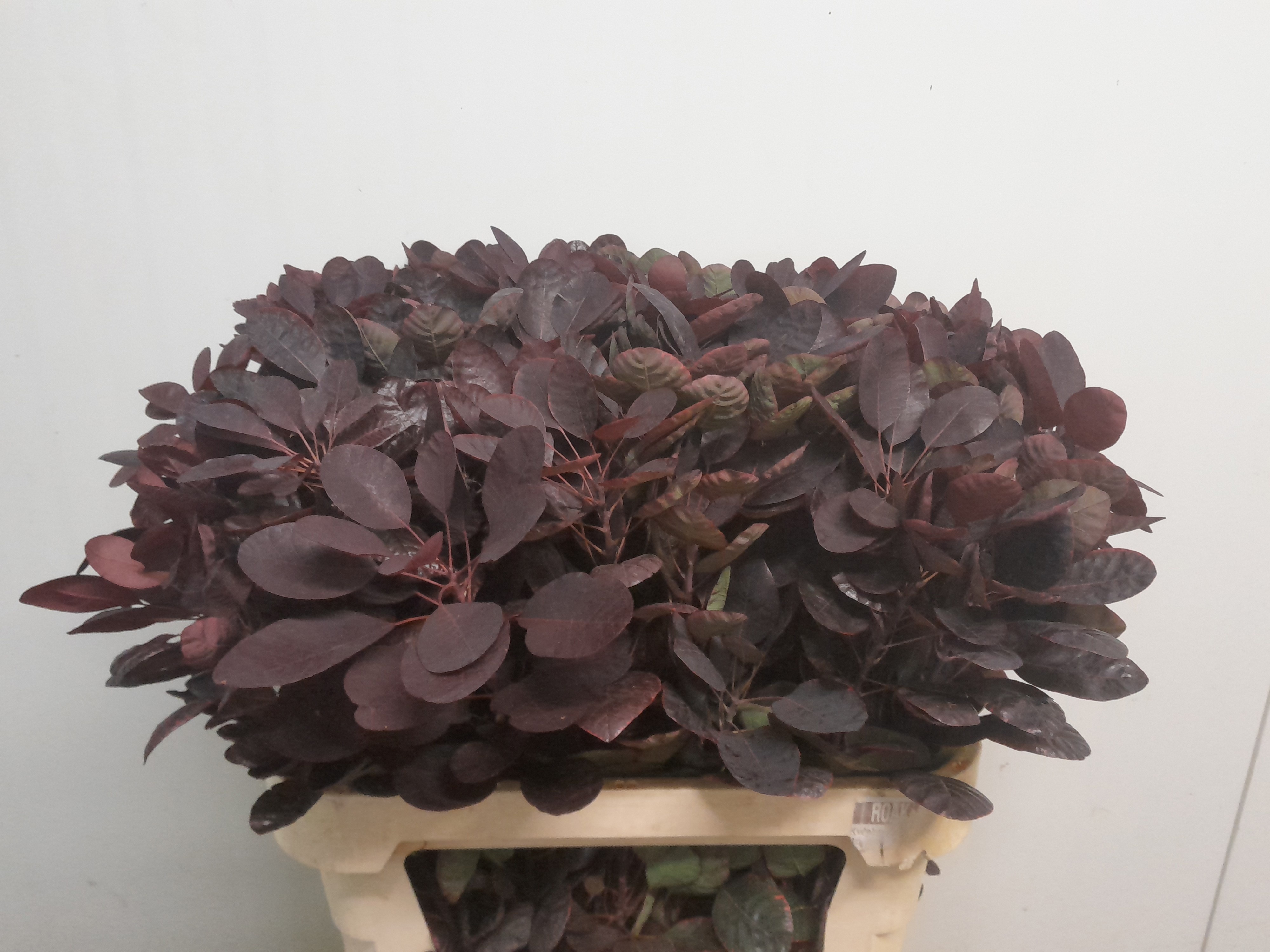 Coti C Royal Purple