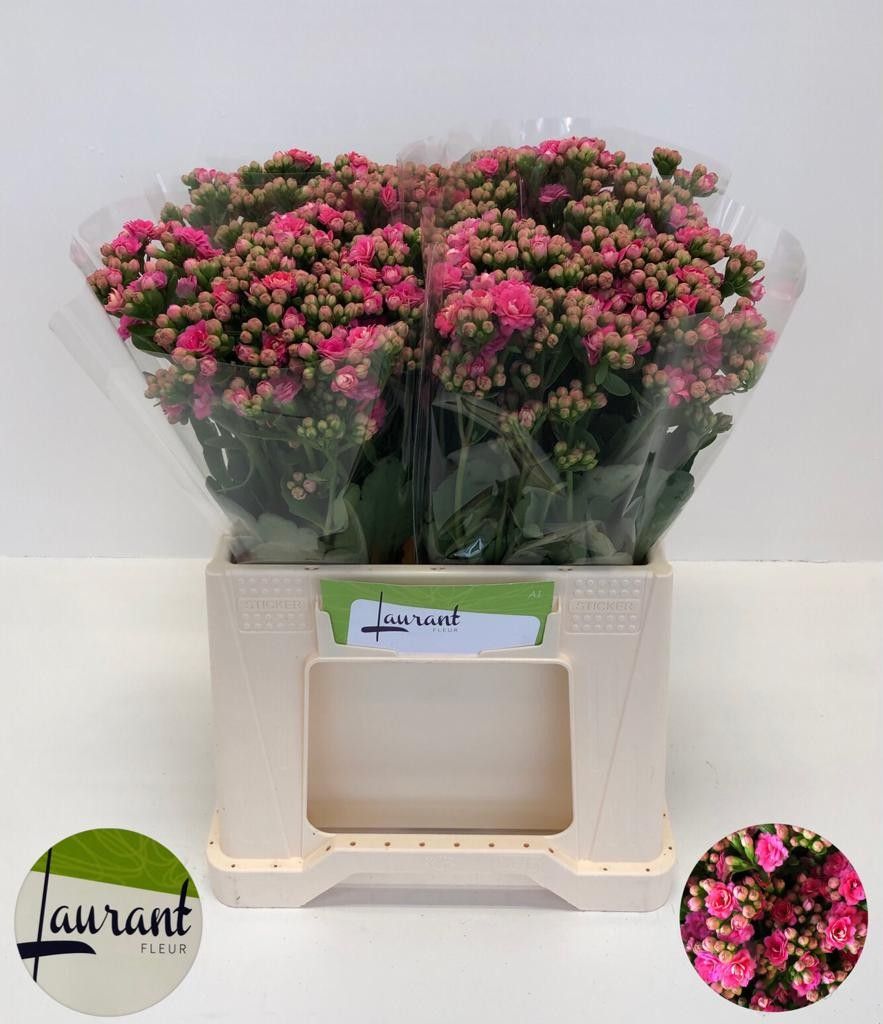 Kal Swe Pink Meadow 40cm