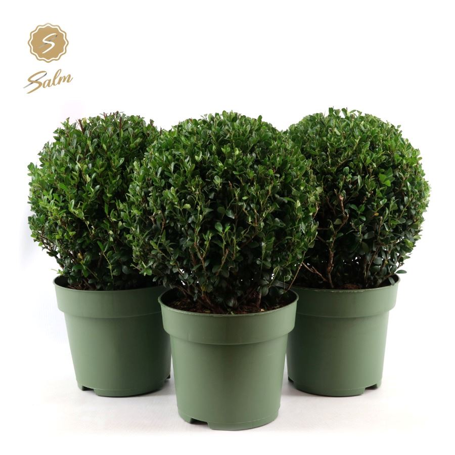 Picture of Ilex crenata P24 (6 Ltr) BALL-32