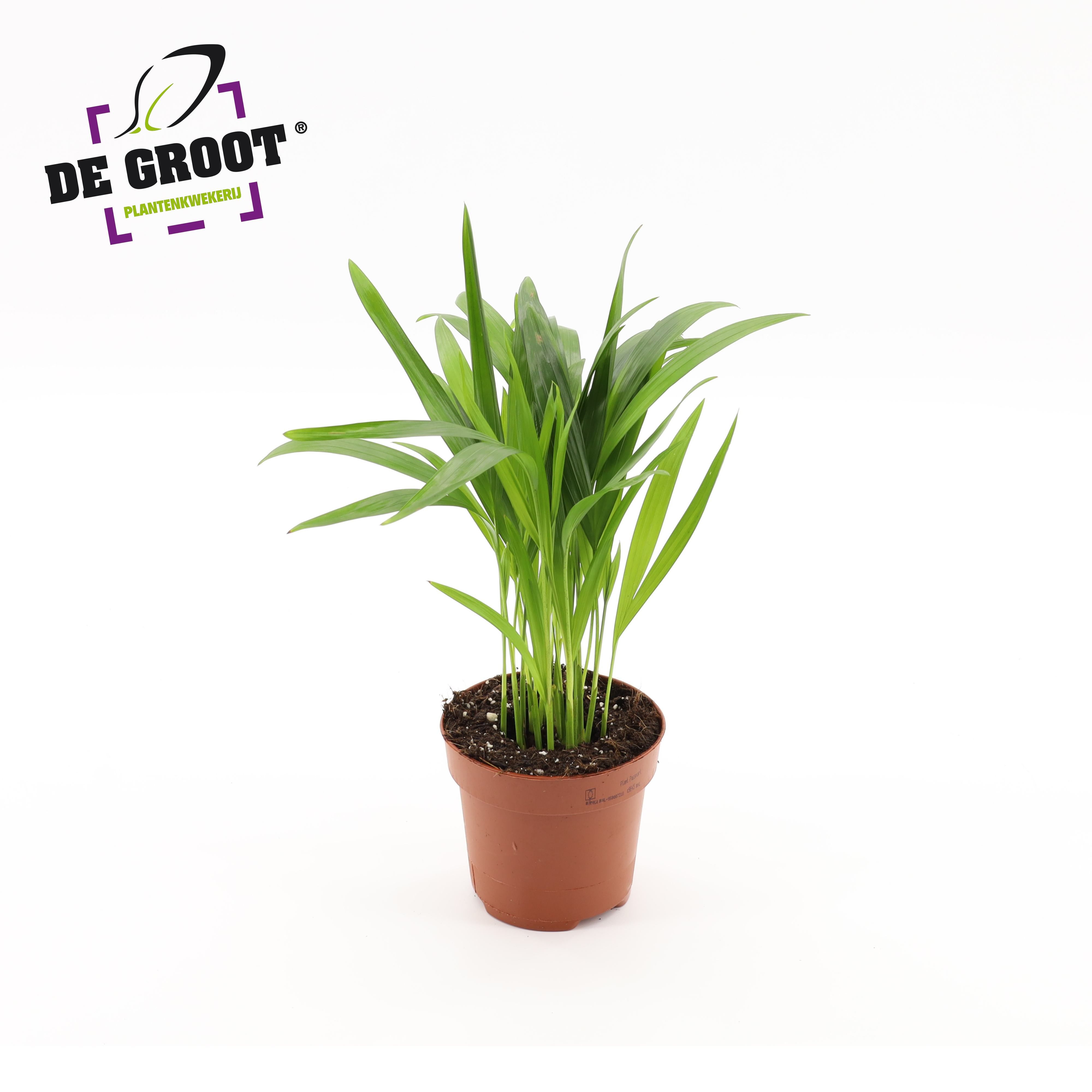 Areca dypsis