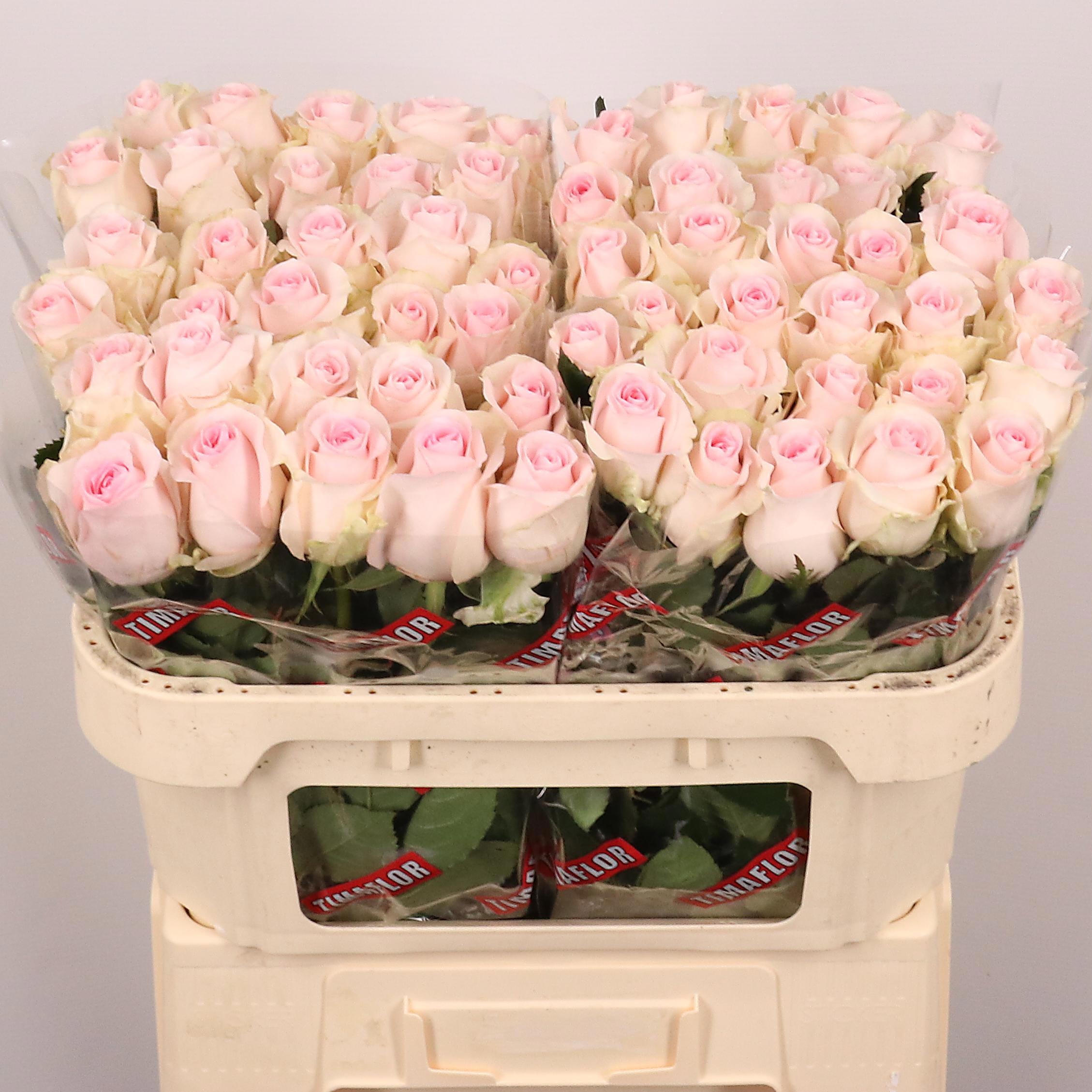 Rosa Revival Sweet 70cm