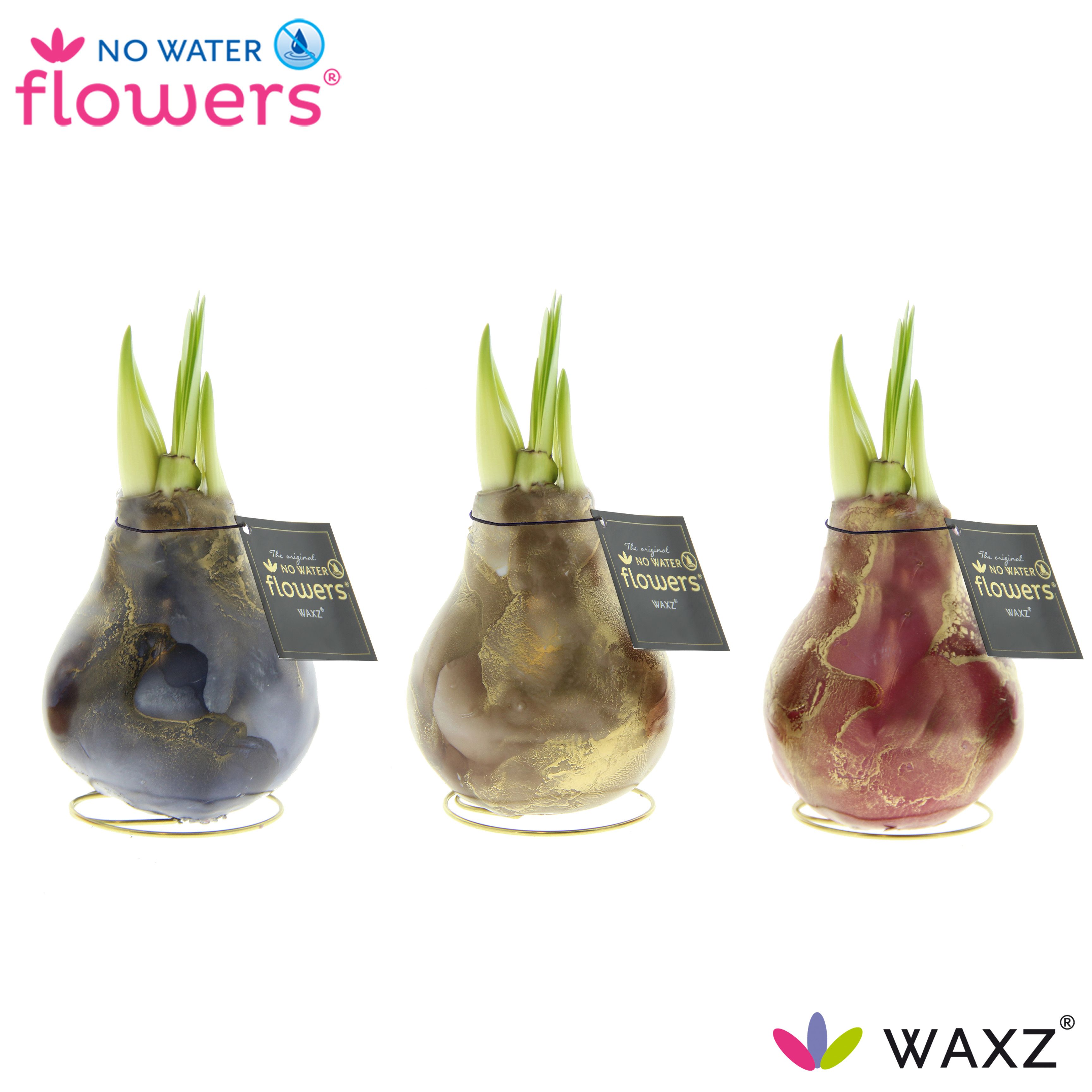 Hipp Wax
