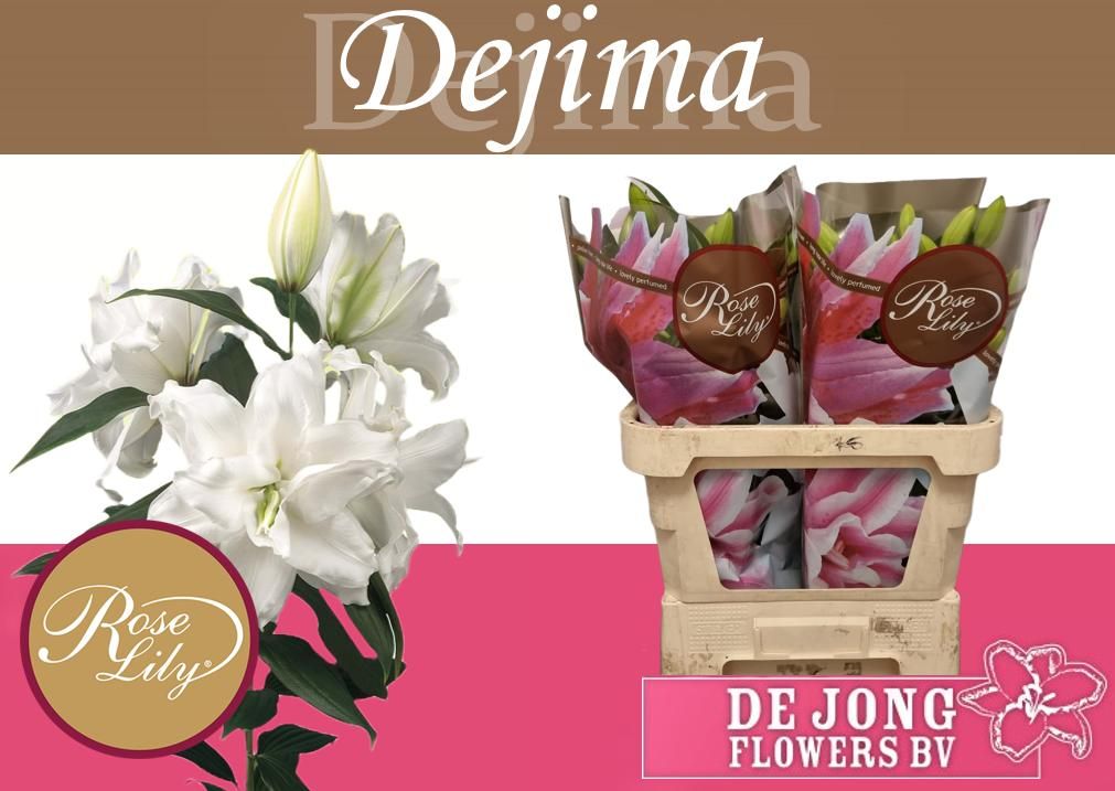 Lilium Or Double Roselily Dejima 75cm 3/5bl