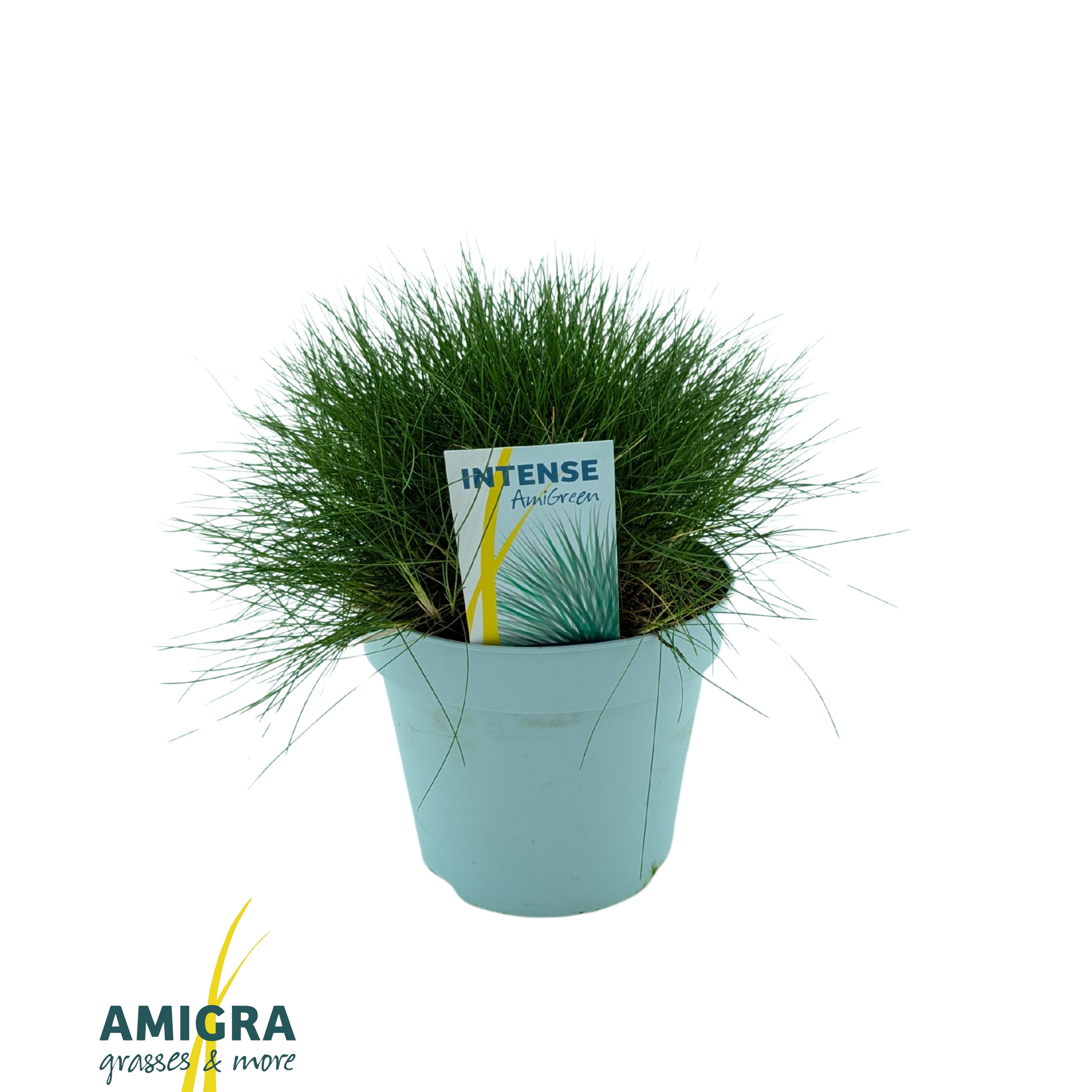 Picture of Festuca gautieri AmiGreen®
