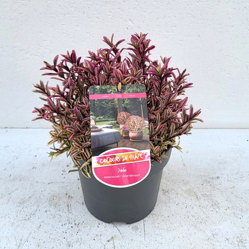 Hebe Magicolors 'Heartbreaker' - 'Colours in Shape'