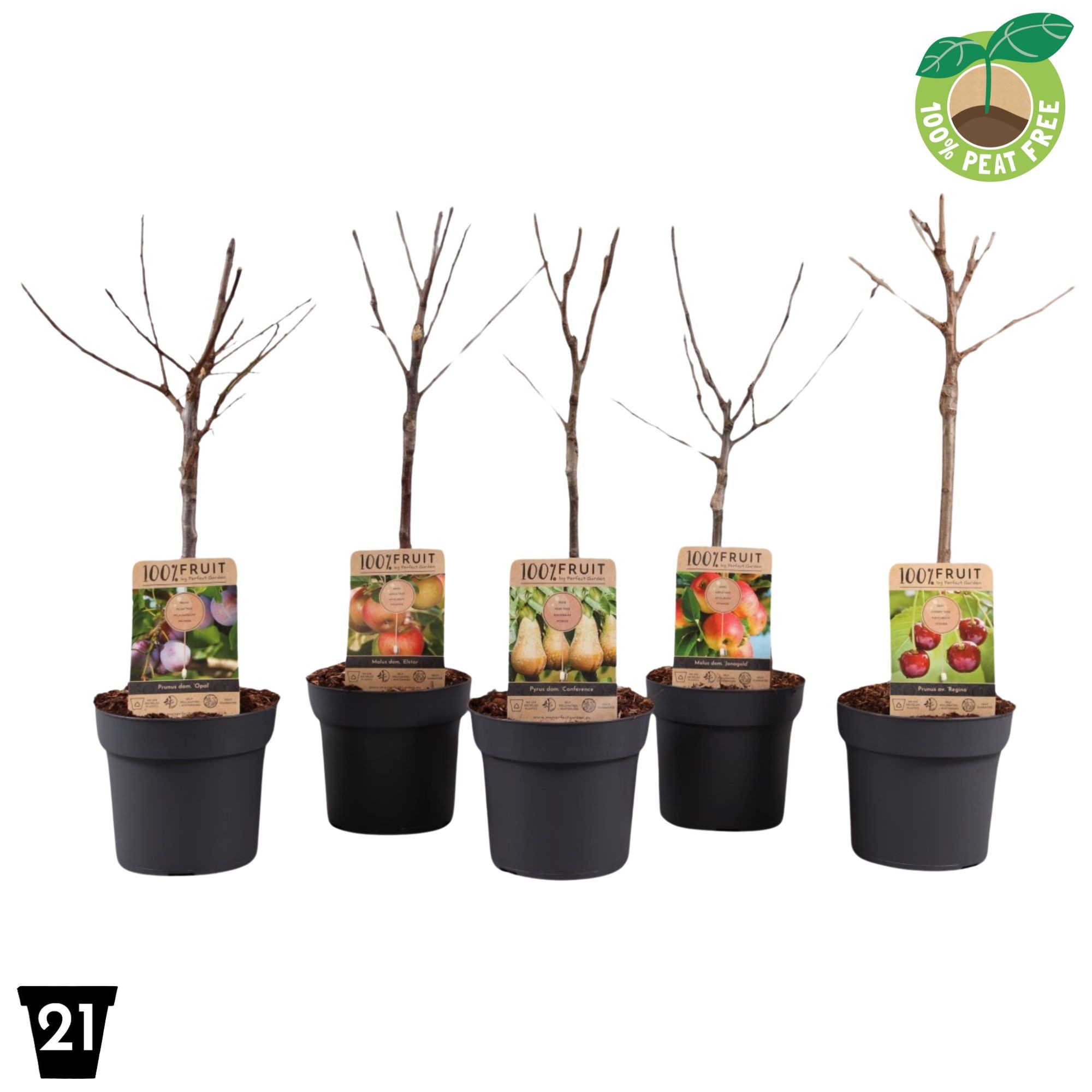 Picture of Patio fruit trees in varieties P21 (4 Ltr) (LOOSE)