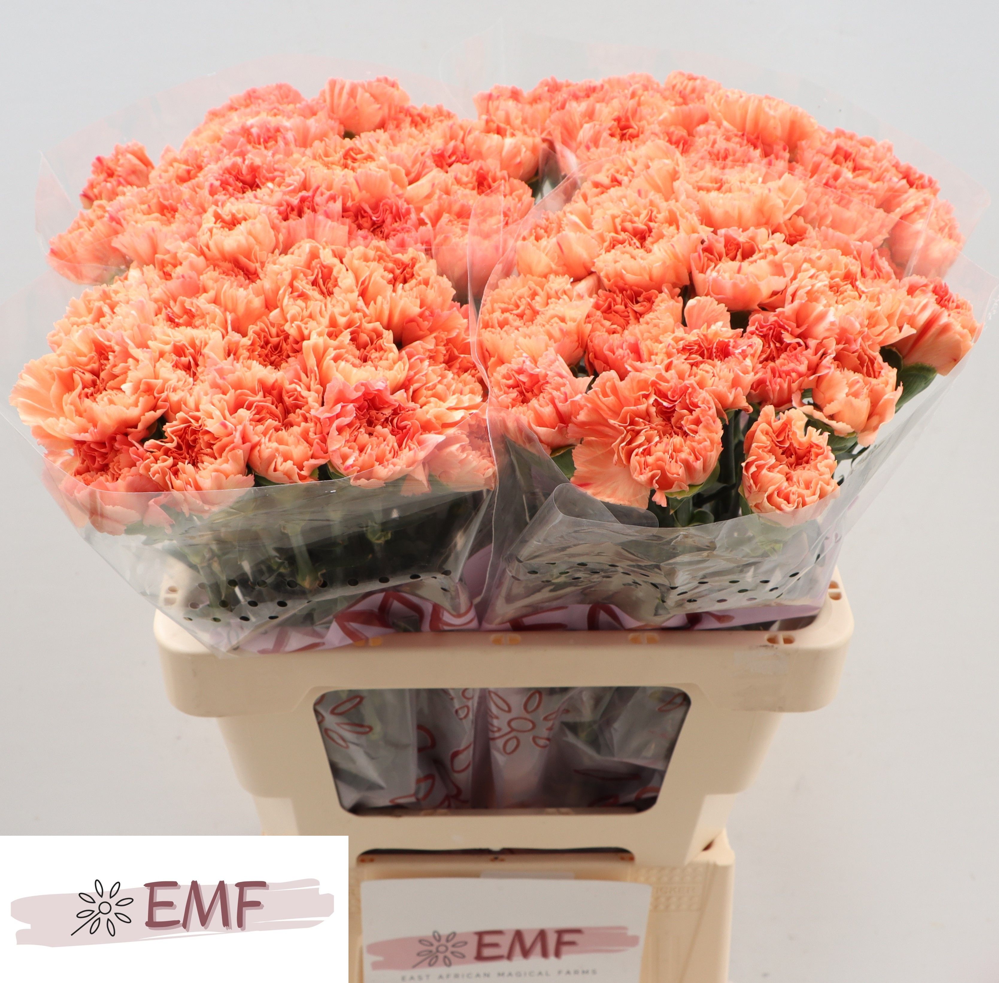 Dianthus St Tamarind 60cm